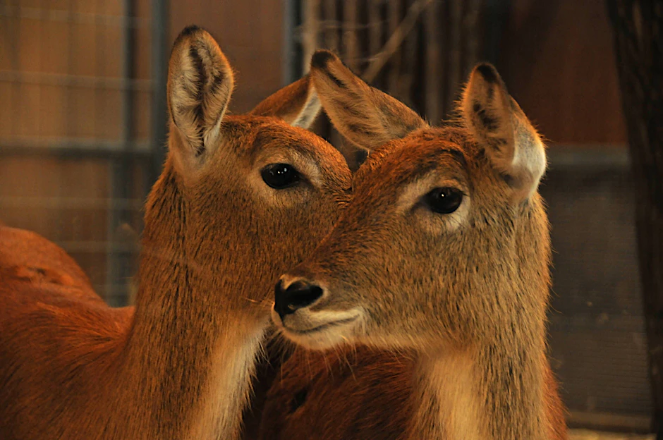 Vier Moorantilopen wie diese wurden im Zoo erschossen. 