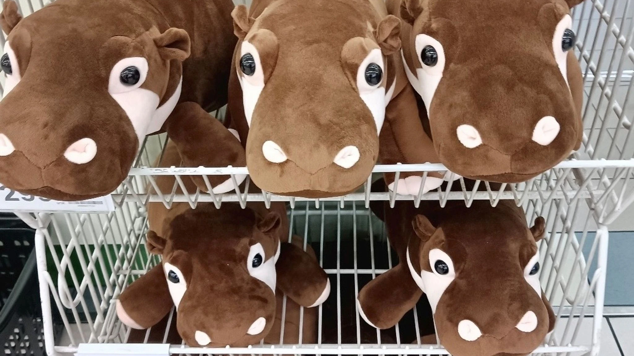 Plüschtiere in Form des Zwerghippos Moo Deng stehen in einem großen Supermarkt in Bangkok zum Verkauf.