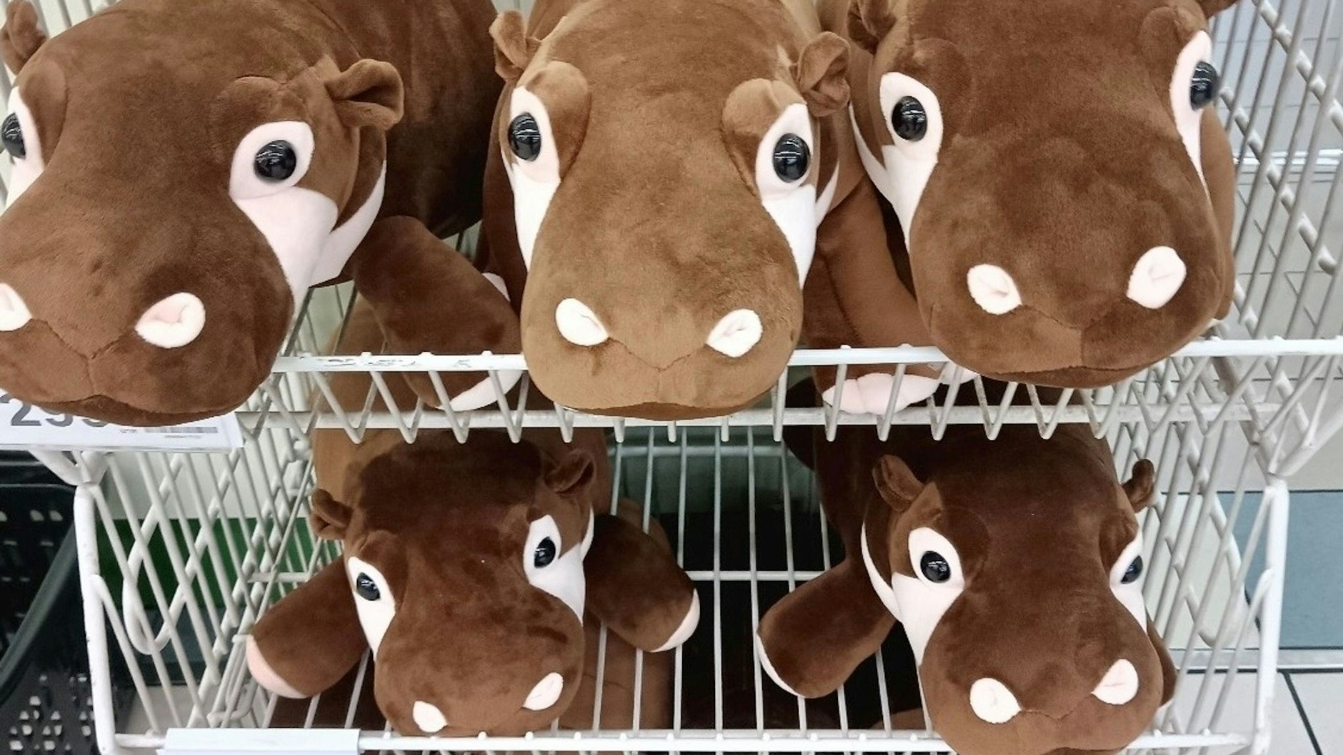Plüschtiere in Form des Zwerghippos Moo Deng stehen in einem großen Supermarkt in Bangkok zum Verkauf.