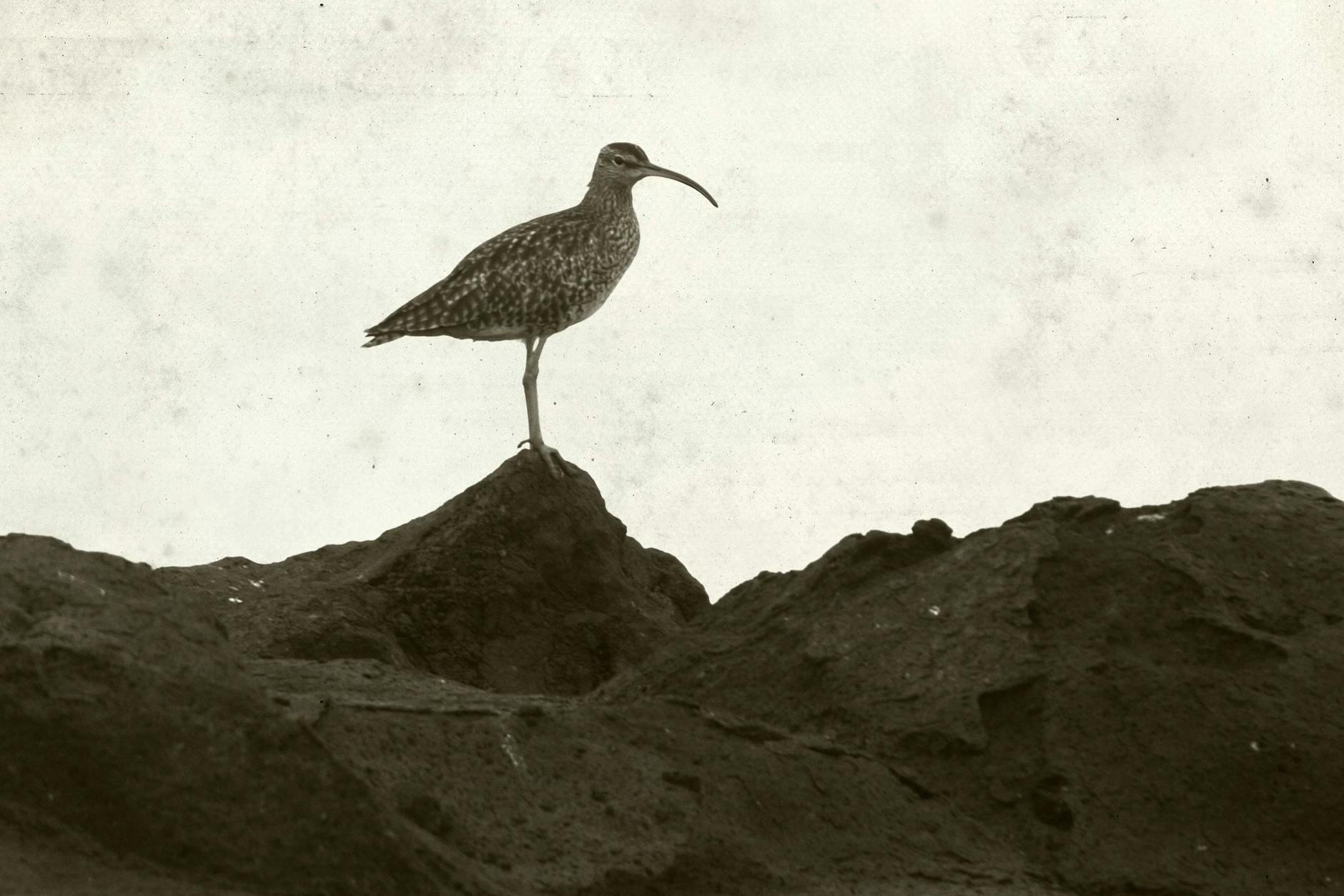 Eines der letzten Bilder des Dünnschnabel-Brachvogels