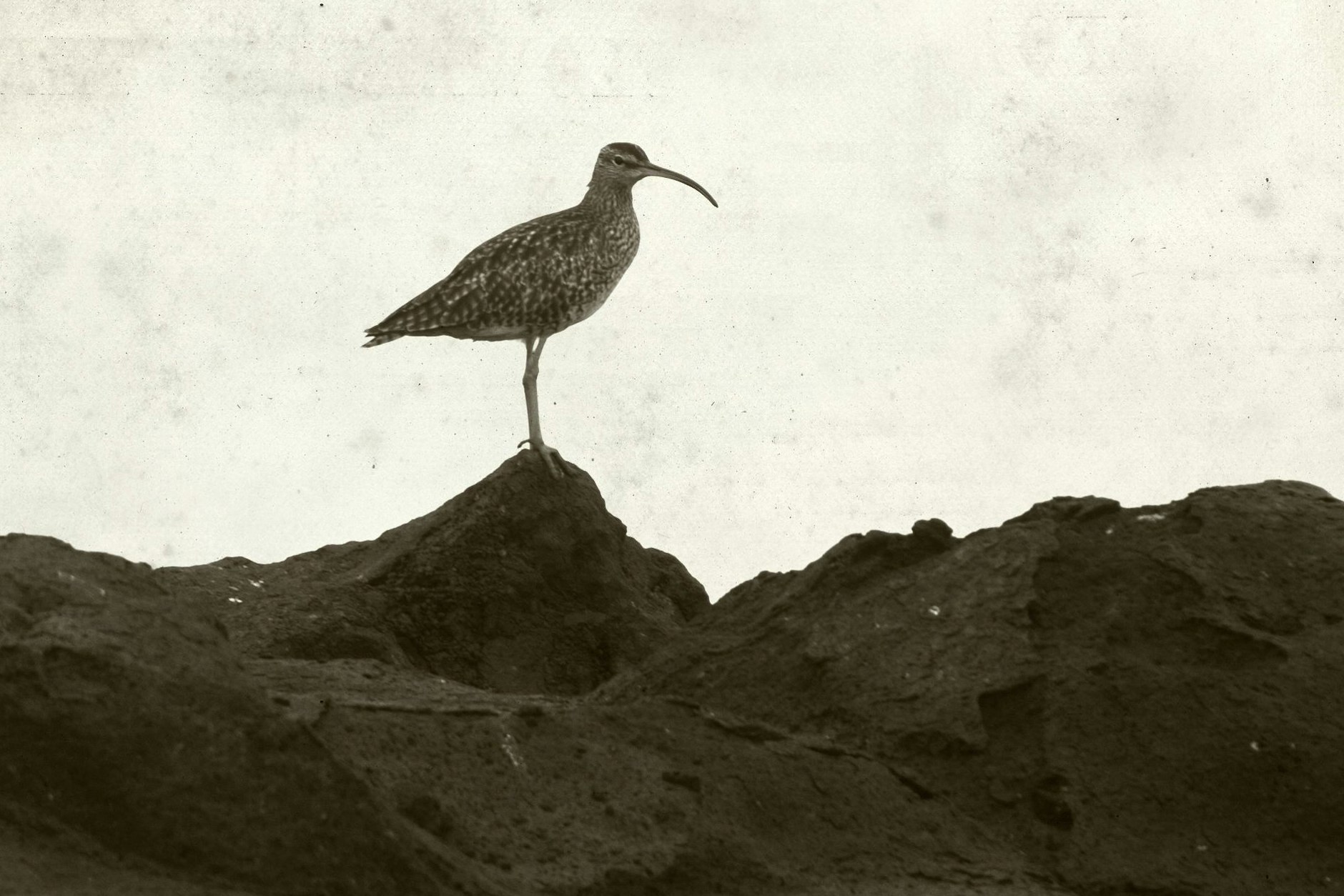 Eines der letzten Bilder des Dünnschnabel-Brachvogels