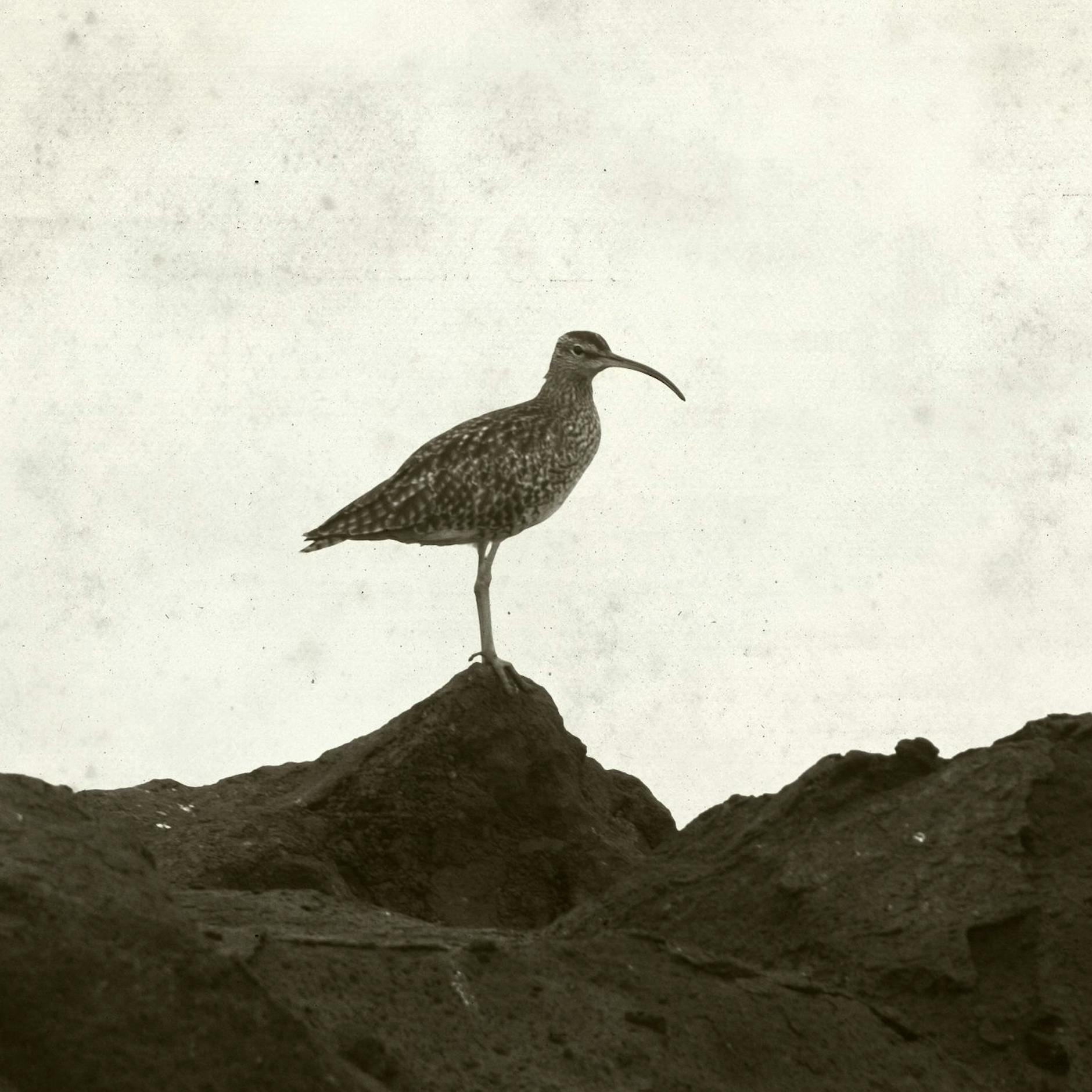 Image - Erste Vogelart in ganz Europa ausgestorben: Der Dünnschnabel-Brachvogel