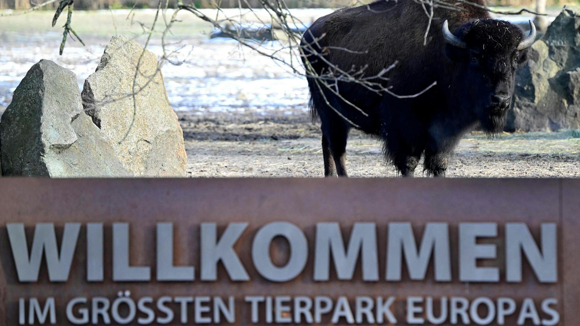 Ein Wisent nahe des geschlossenen Einganges vom Tierpark Berlin. Auch diese Tiere wurden auf Maul- und Klauenseuche getestet.