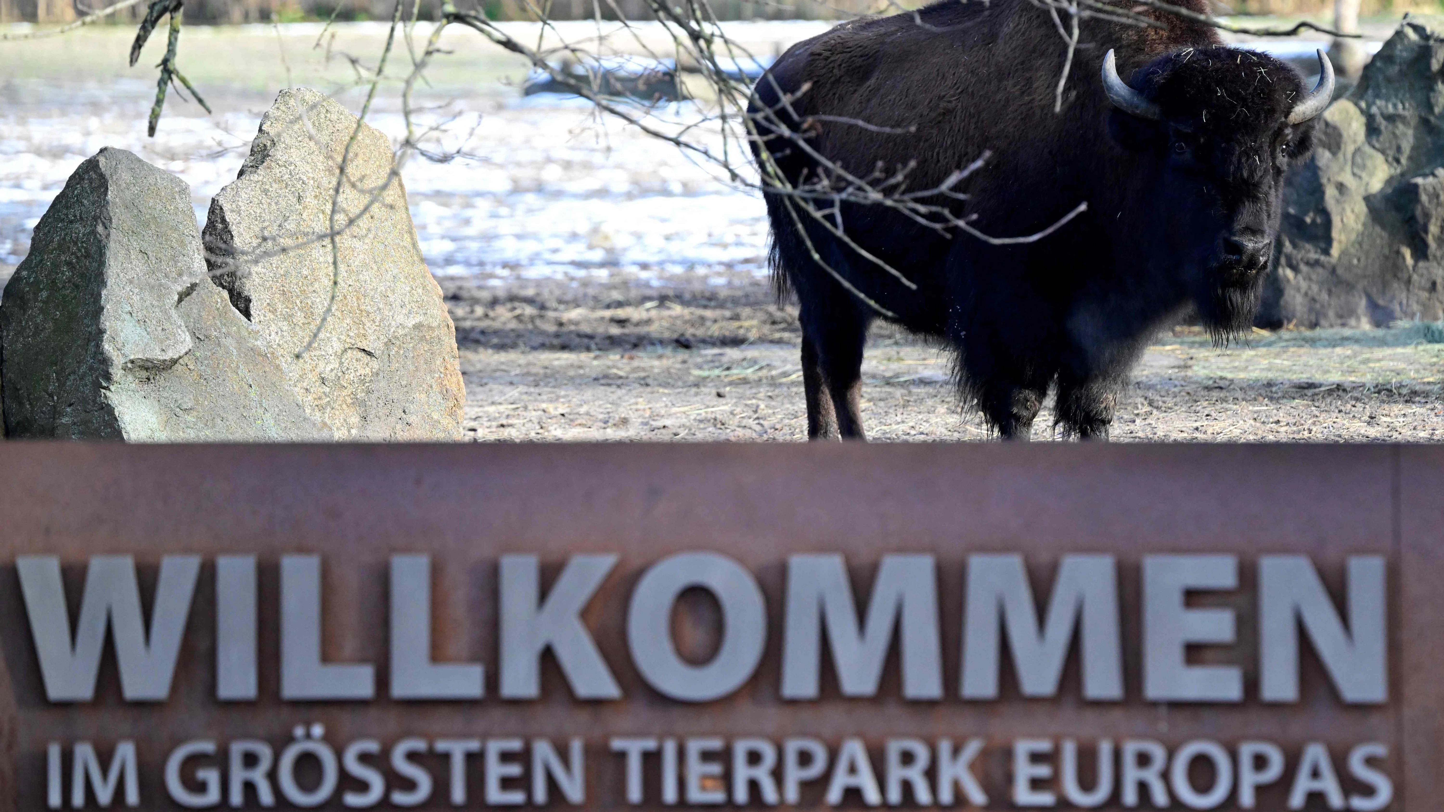 Ein Wisent nahe des geschlossenen Einganges vom Tierpark Berlin. Auch diese Tiere wurden auf Maul- und Klauenseuche getestet.