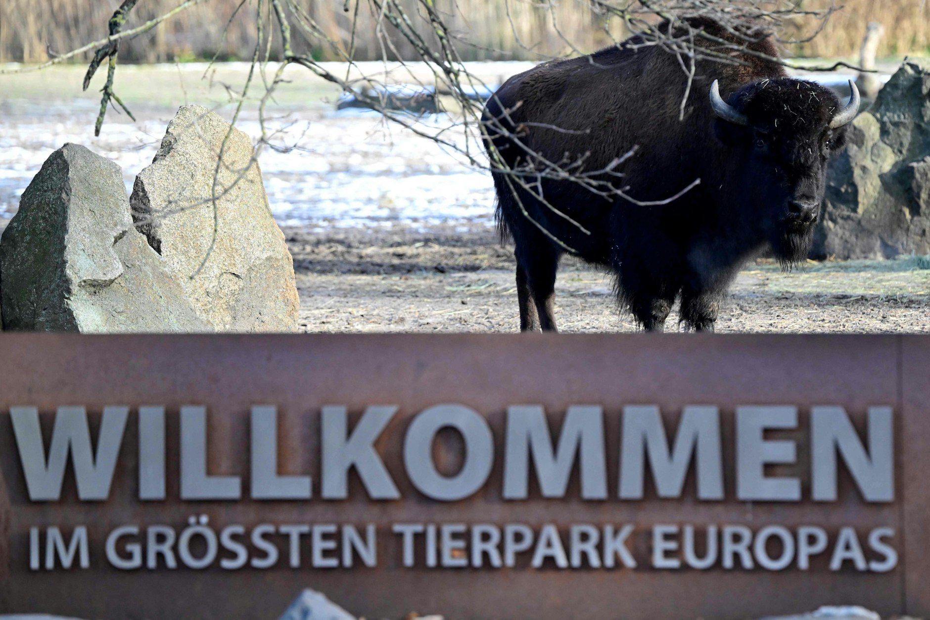 20 Tage war der Tierpark Berlin wegen der Maul- und Klauenseuche geschlossen. Nun wagt die Einrichtung die Öffnung. Doch für Besucher gelten besondere Maßnahmen.