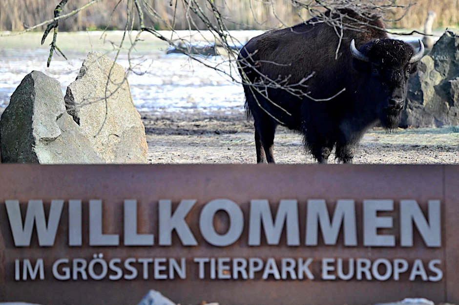 20 Tage war der Tierpark Berlin wegen der Maul- und Klauenseuche geschlossen. Nun wagt die Einrichtung die Öffnung. Doch für Besucher gelten besondere Maßnahmen.