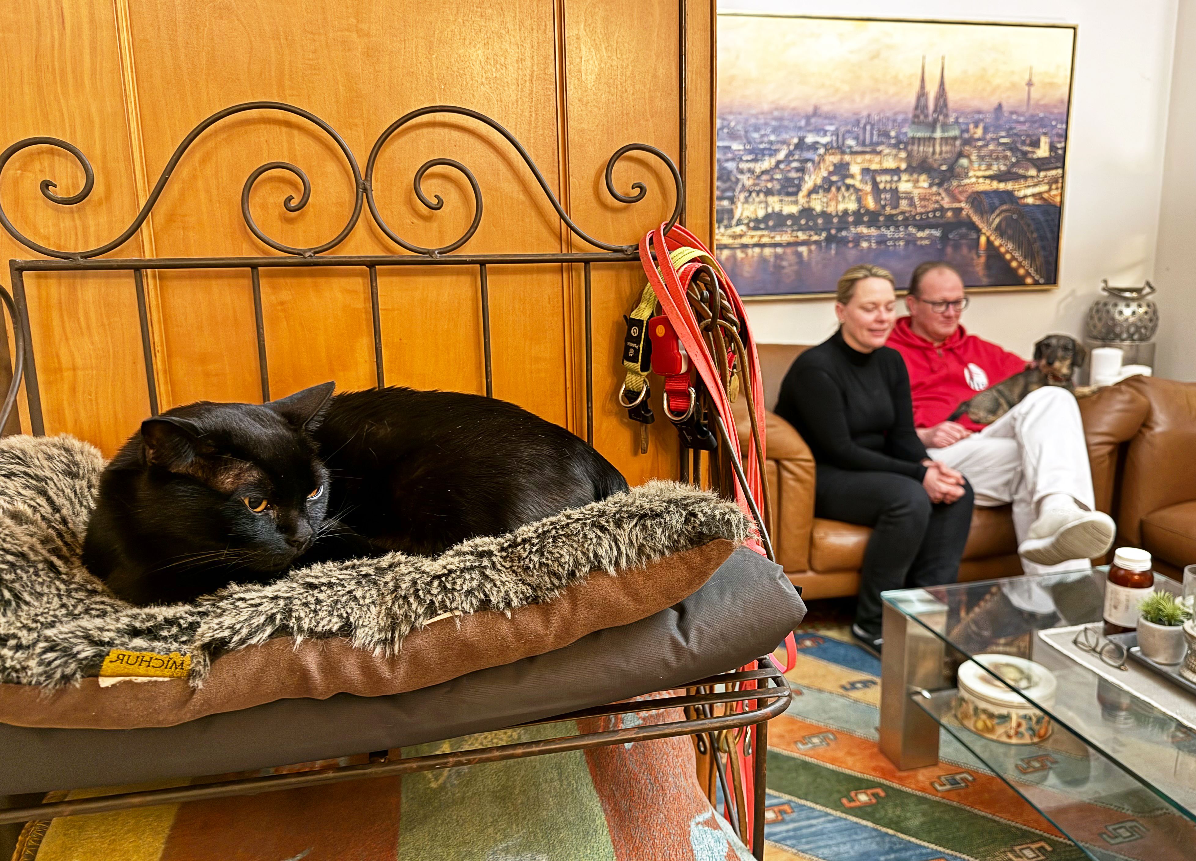 Urlauber klauten Kater Aramis und wollten ihn nicht zurückgeben