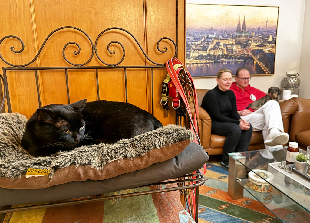 Urlauber klauten Kater Aramis und wollten ihn nicht zurückgeben