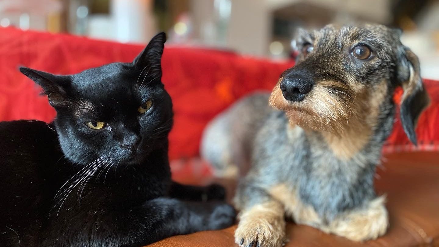Kater Aramis ist zurück und wieder vereint mit seiner Haustier-Freundin, Zwergrauhaardackel Lilli.