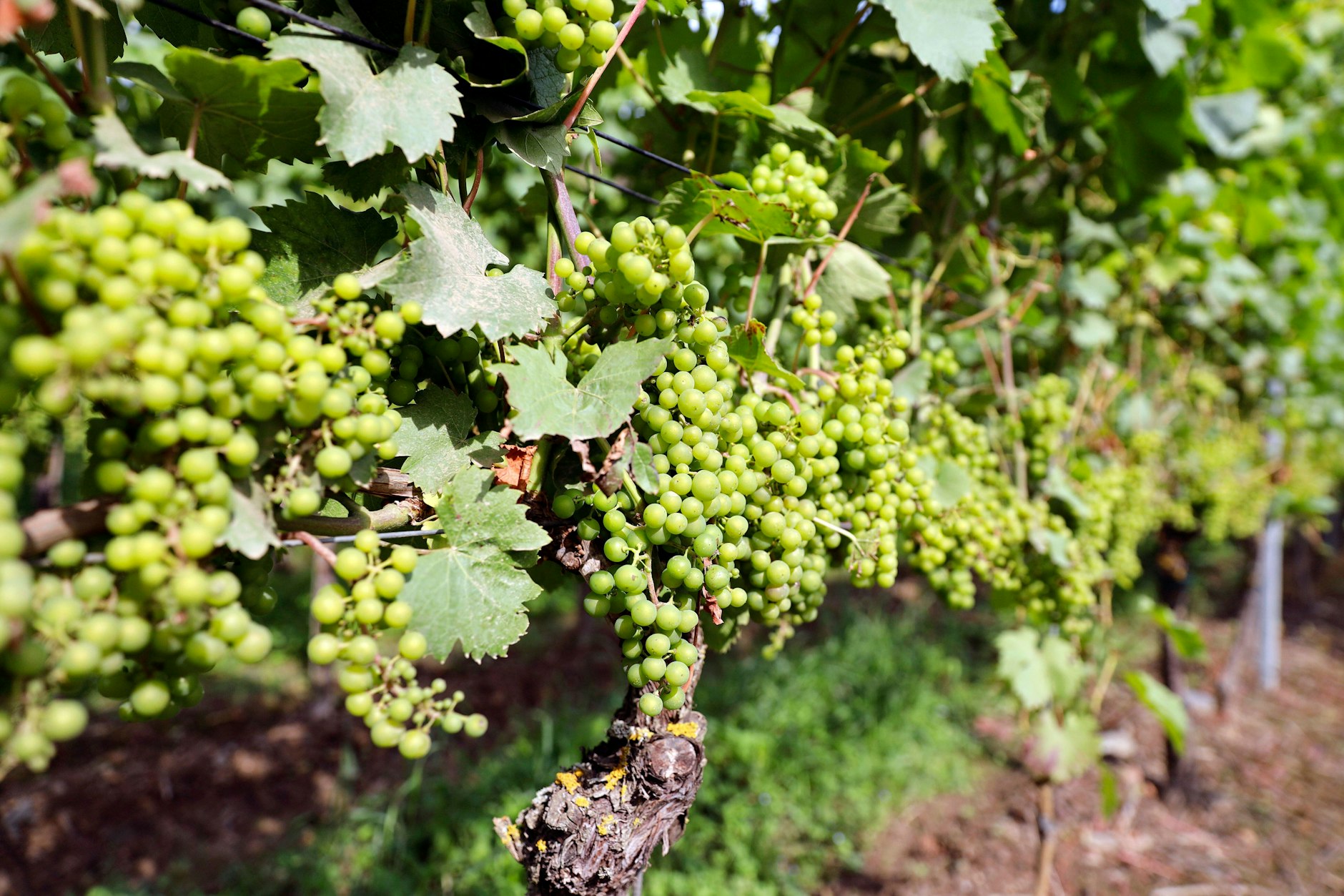 In Tempelhof-Schöneberg findet in dieser Woche der traditionelle Rebschnitt am Weinberg statt.