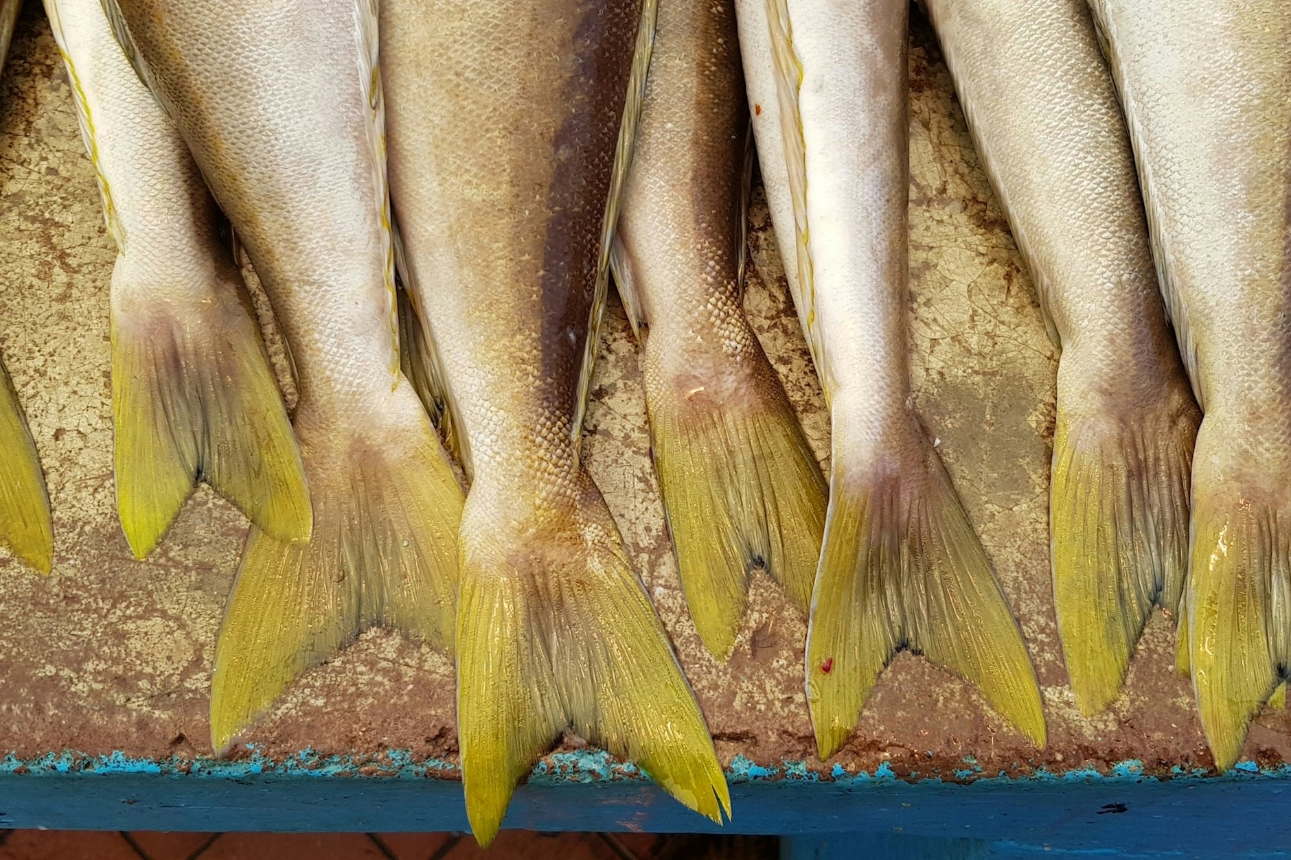 Fisch in der Auslage ist oft mit Vibrionen belastet.