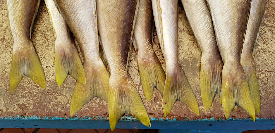 Fisch in der Auslage ist oft mit Vibrionen belastet.