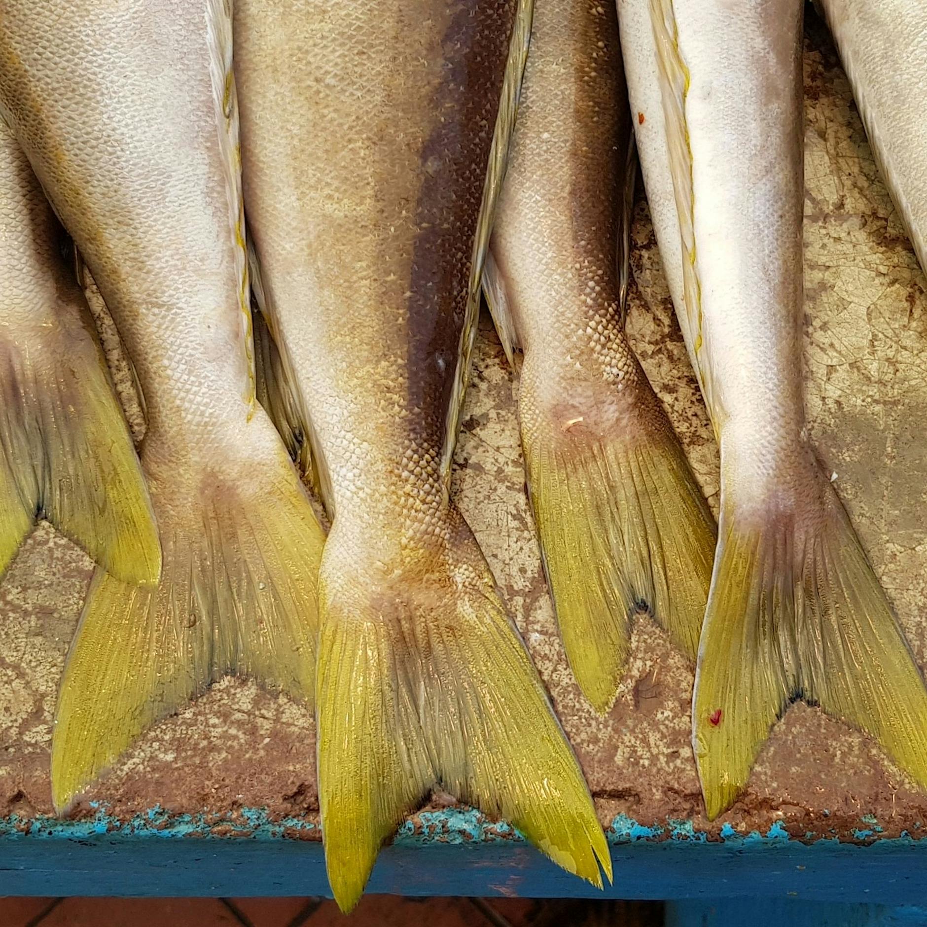 Schockfund auf Märkten: Gefährliche Vibrionen am Fisch entdeckt!