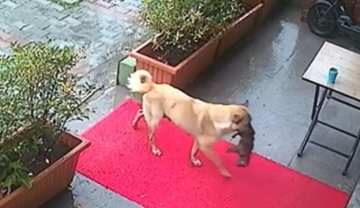 Image - Hier trägt eine Hündin ihren kranken Welpen zur Tierklinik – mit Video