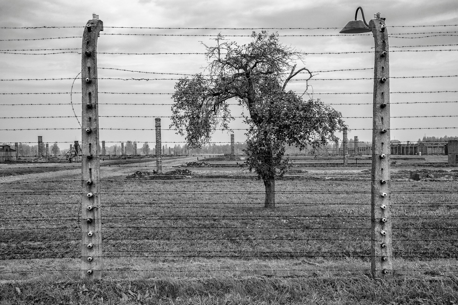 Der Apfelbaum steht außerhalb des Zauns im Lager von Auschwitz.