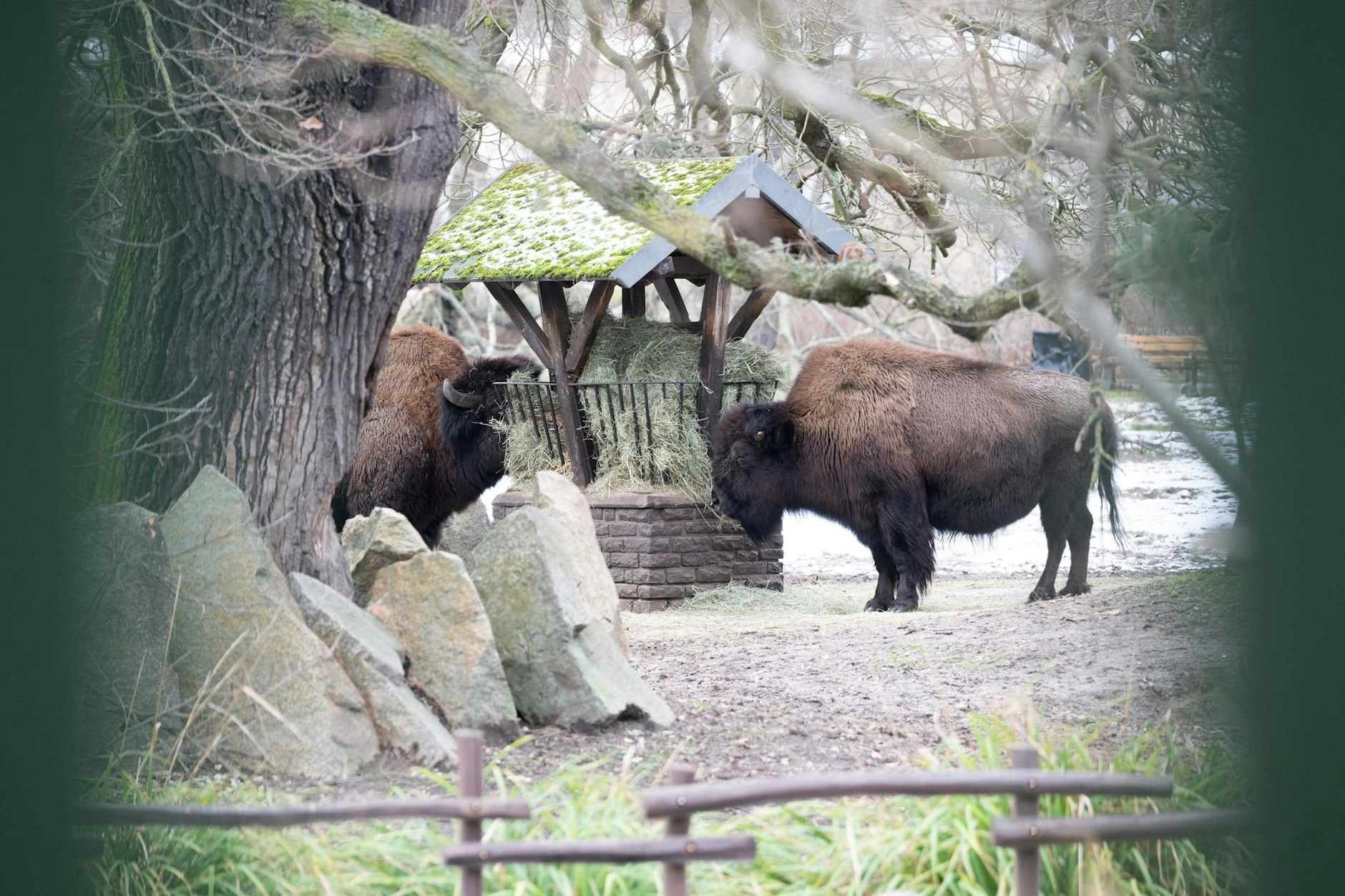 Bisons stehen in ihrem Gehege unweit vom Eingang des Tierparks Berlin, der aufgrund eines Ausbruchs der Maul- und Klauenseuche in einer Büffelherde in Brandenburg zur Sicherheit für Besucher geschlossen hat.