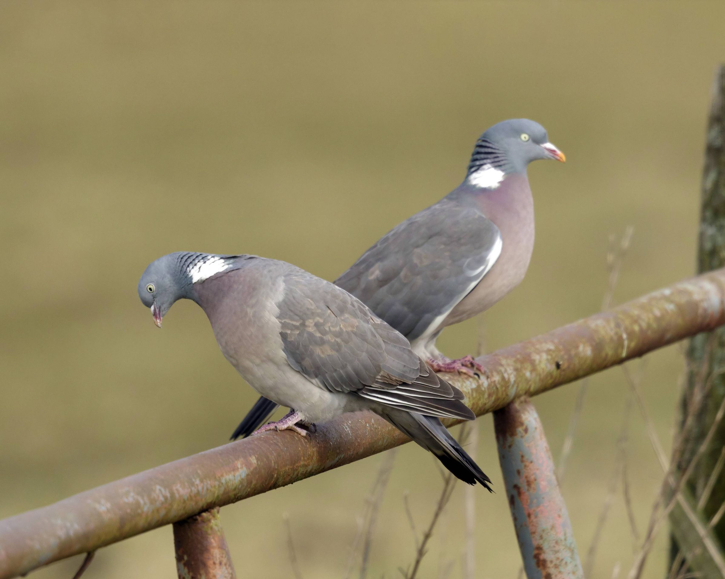 Schnäbeln, picken, fliegen, vögeln: Von Tauben und Menschen in Berlin