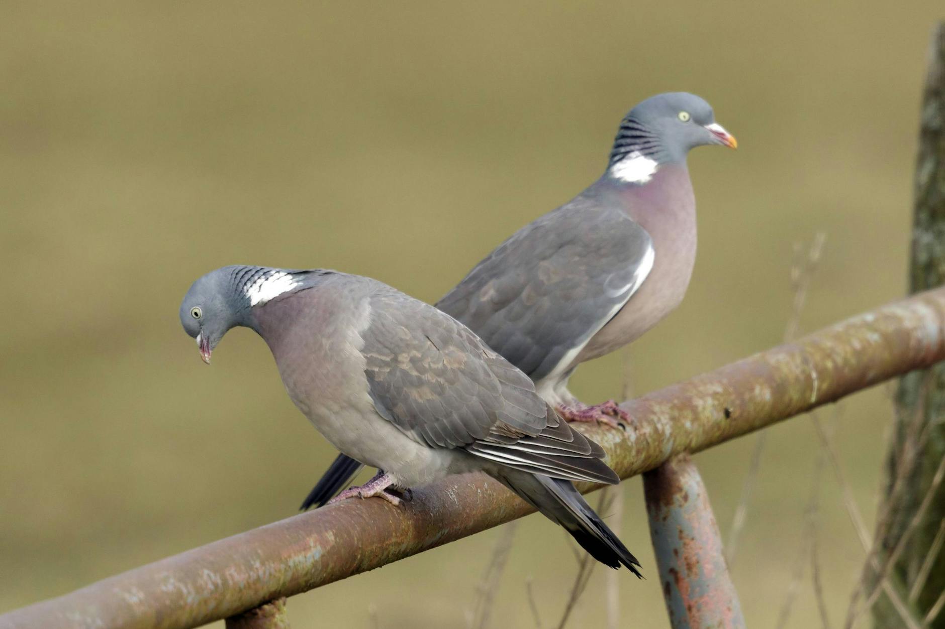 Sorgen für allerlei Unterhaltung: Ringeltauben in Berlin