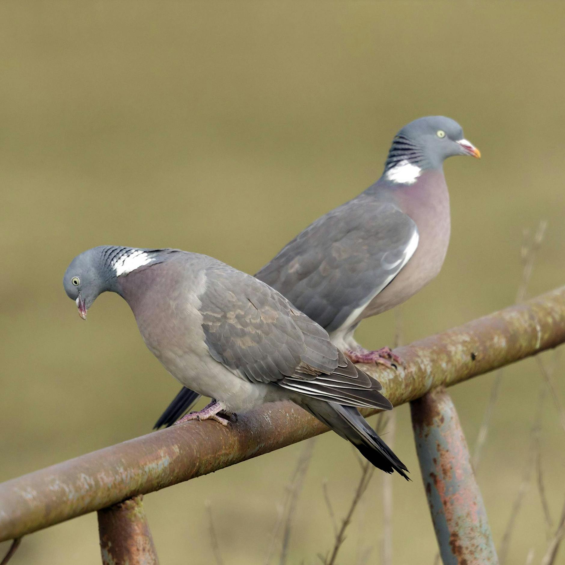 Schnäbeln, picken, fliegen, vögeln: Von Tauben und Menschen in Berlin