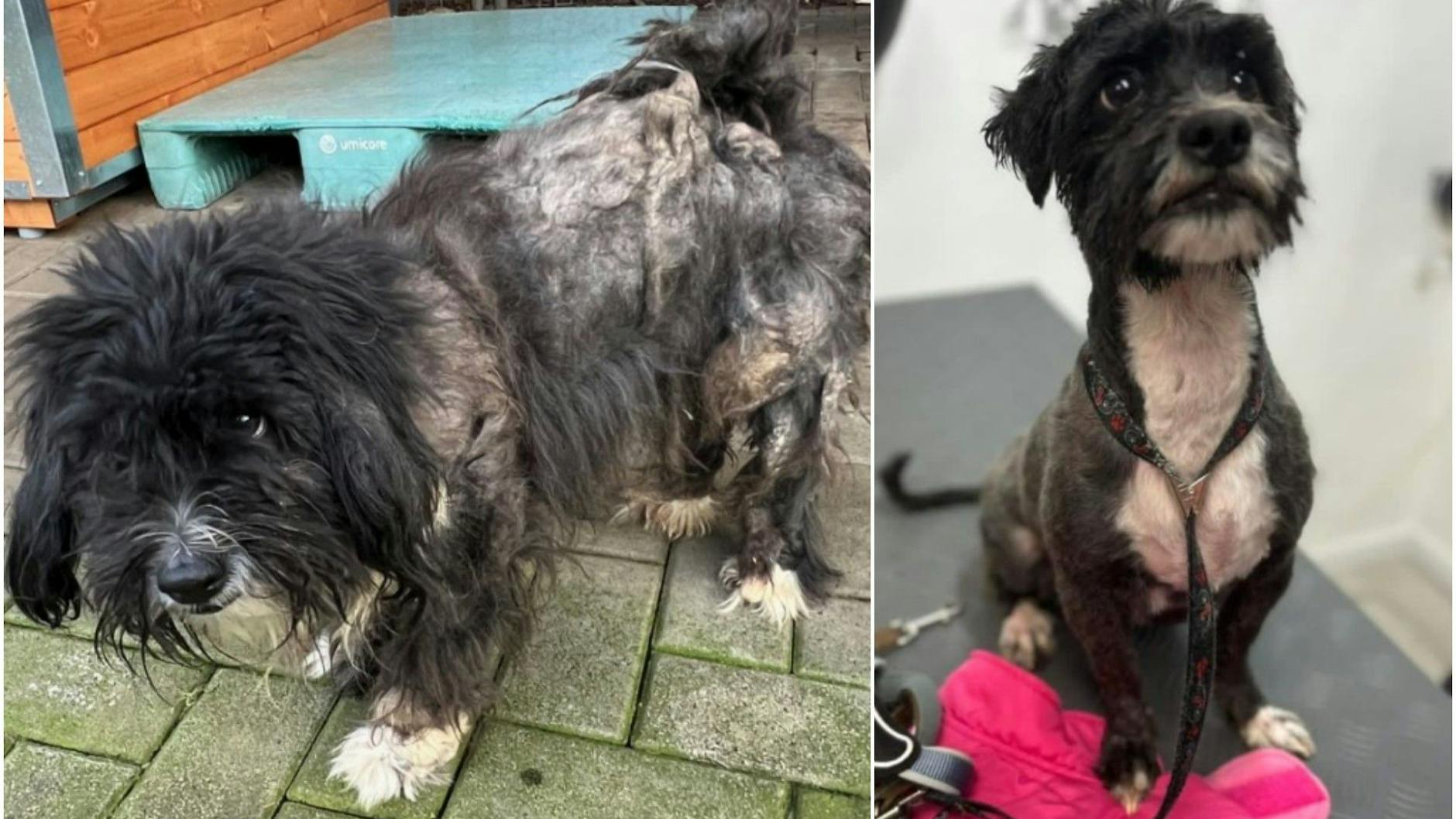 Teddy bevor und nachdem er das stinkende, verfilzte Fell los war. Man kann nur ahnen, wie lange der Hund nicht mehr gepflegt wurde und darunter gelitten hat.
