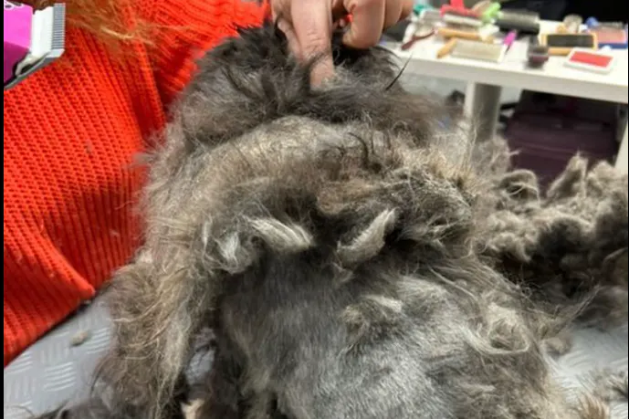 Teddy bei der Hundefriseurin, sein Fell ist an vielen Stellen total verfilzt.