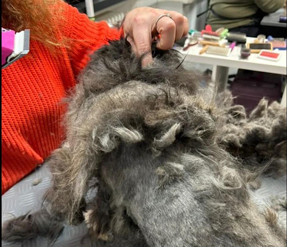Teddy bei der Hundefriseurin, sein Fell ist an vielen Stellen total verfilzt.