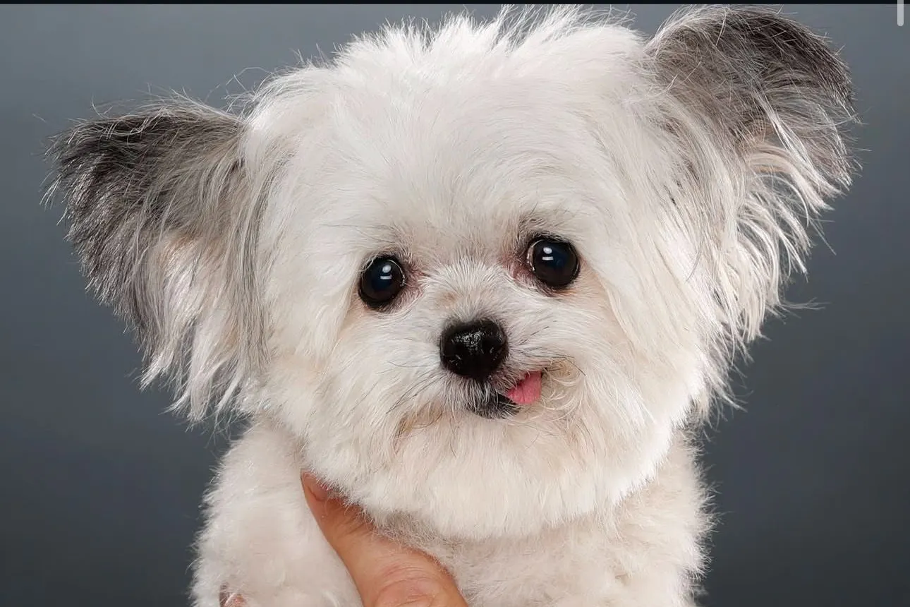 Chihuahua-Mix war zertifizierter Therapie-Hund und in ganz Amerika bekannt.