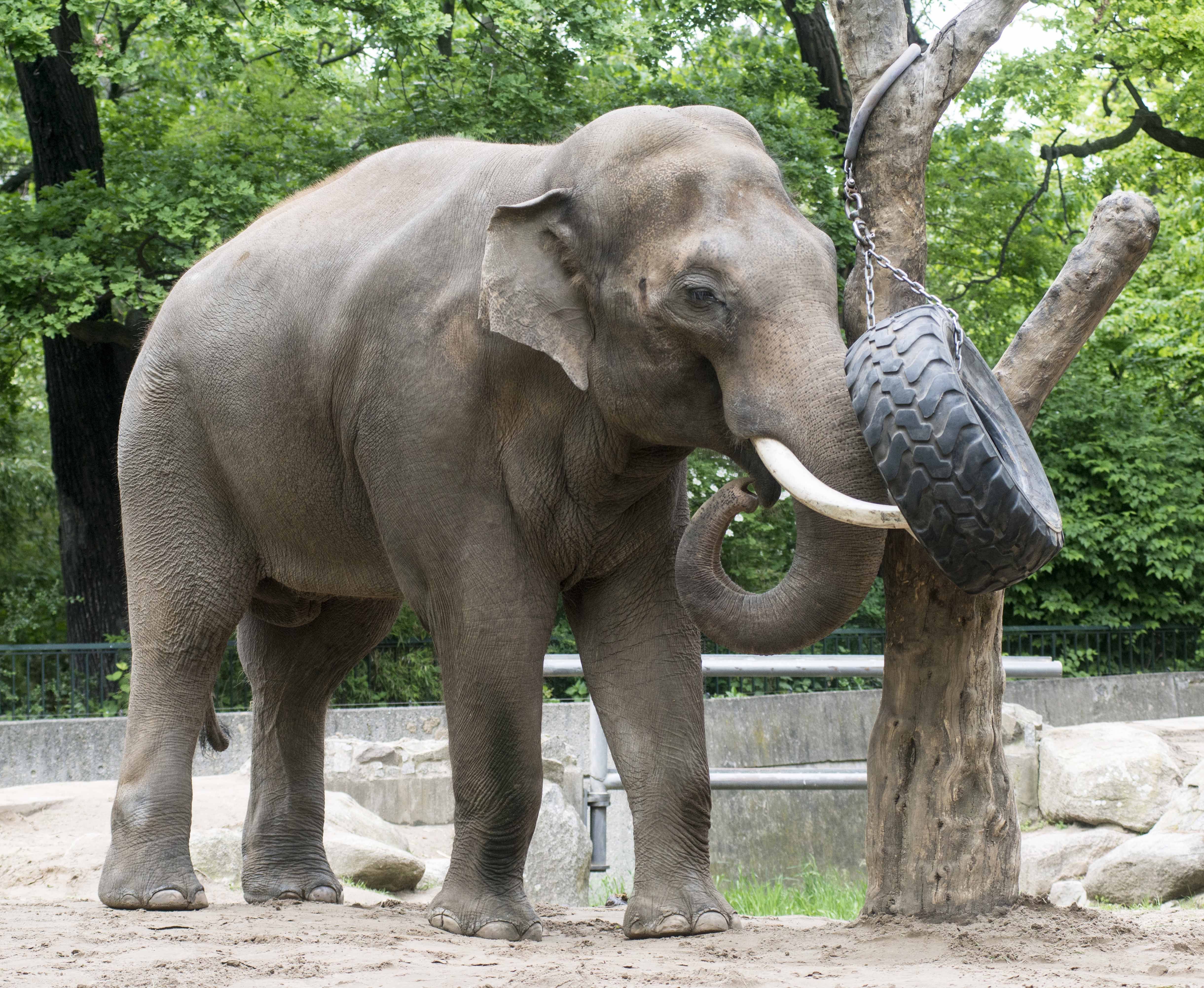Image - Berliner Zoo trauert um Elefant Victor