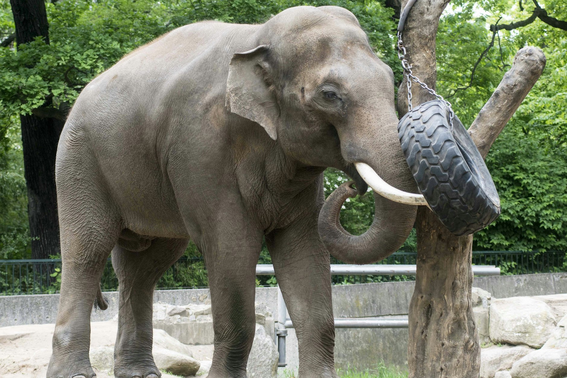 Ein Foto von Elefantenbulle Victor im Berliner Zoo aus dem Jahr 2014.