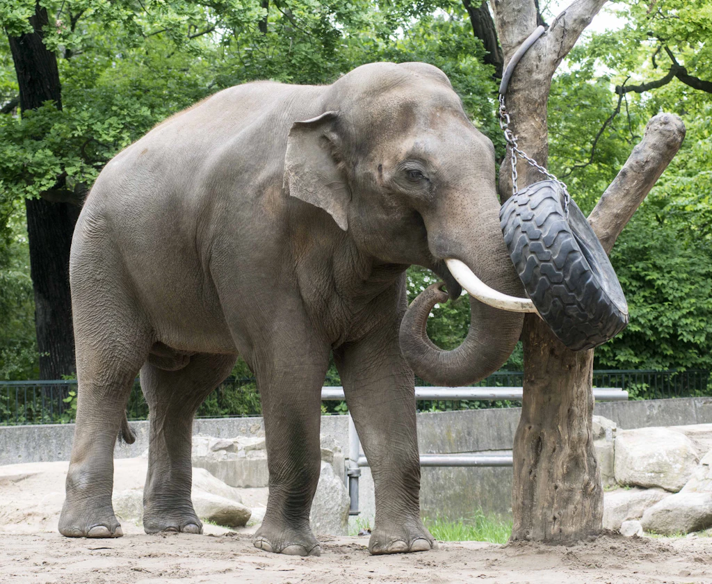 Berliner Zoo trauert um Elefant Victor
