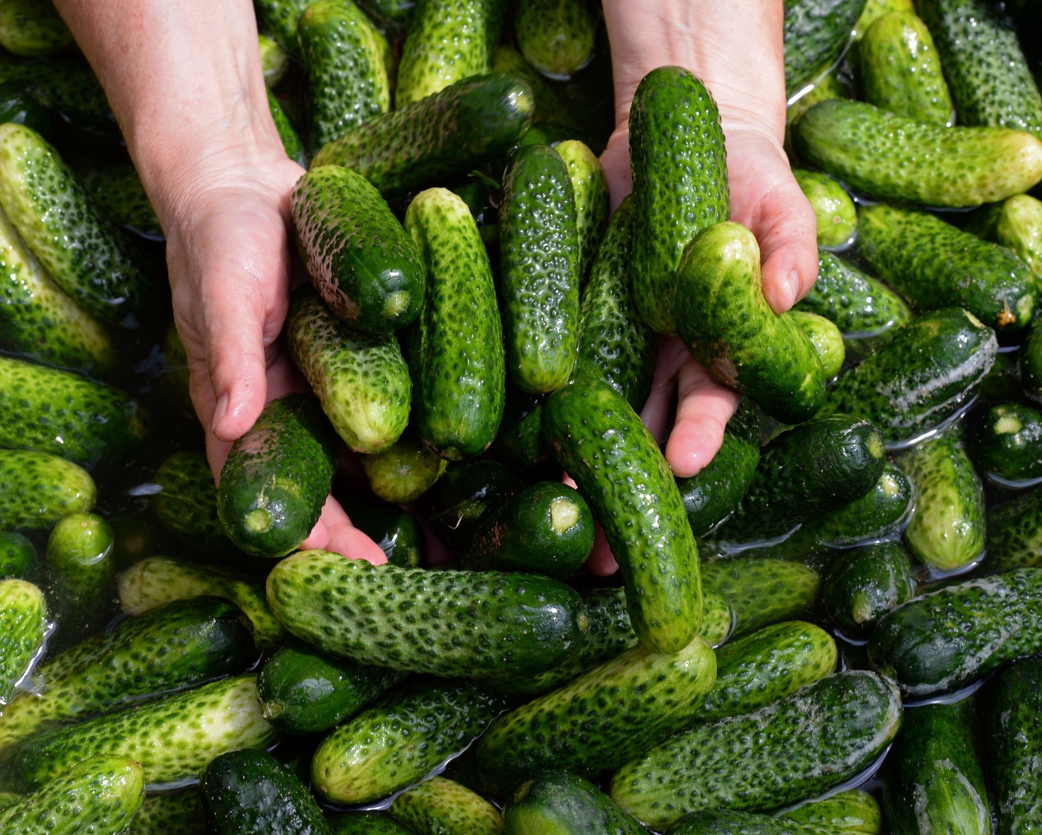 Image - Saure Zeiten für Spreewaldgurken: Standort macht dicht