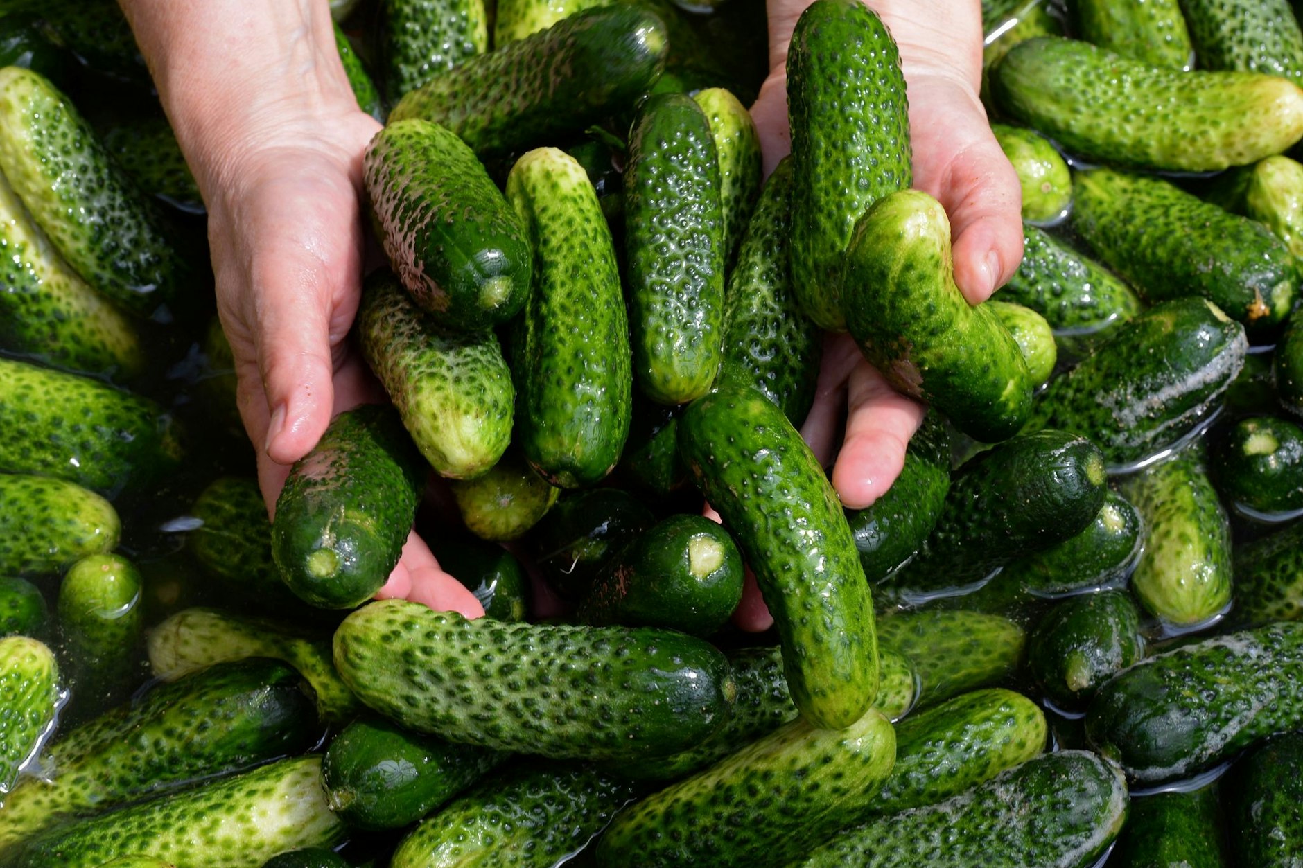 Gurken aus dem Spreewald: Offensichtlich sind sie nicht mehr so gefragt wie einst.