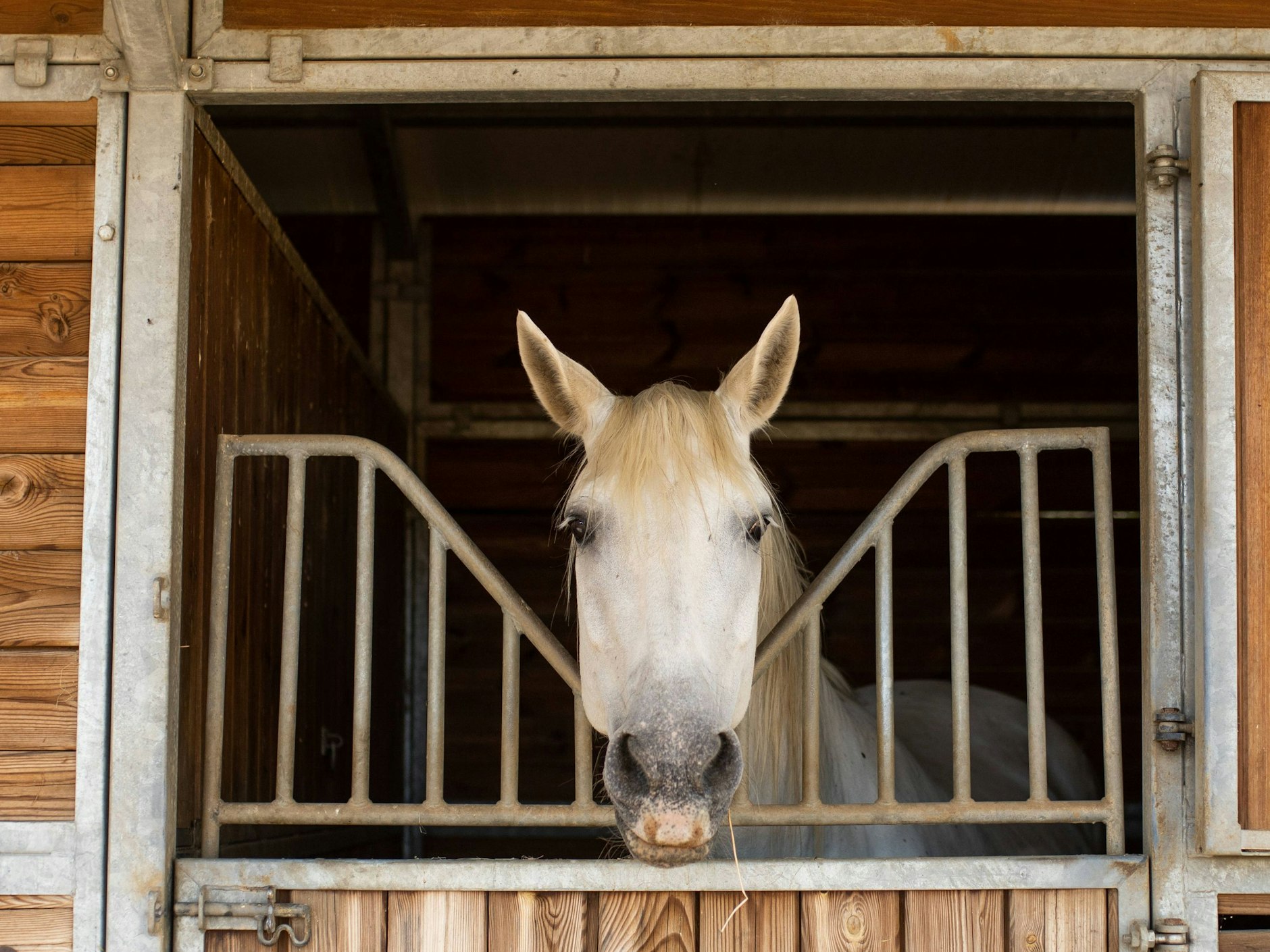 In Tegel muss ein Reitverein einer Schule weichen.