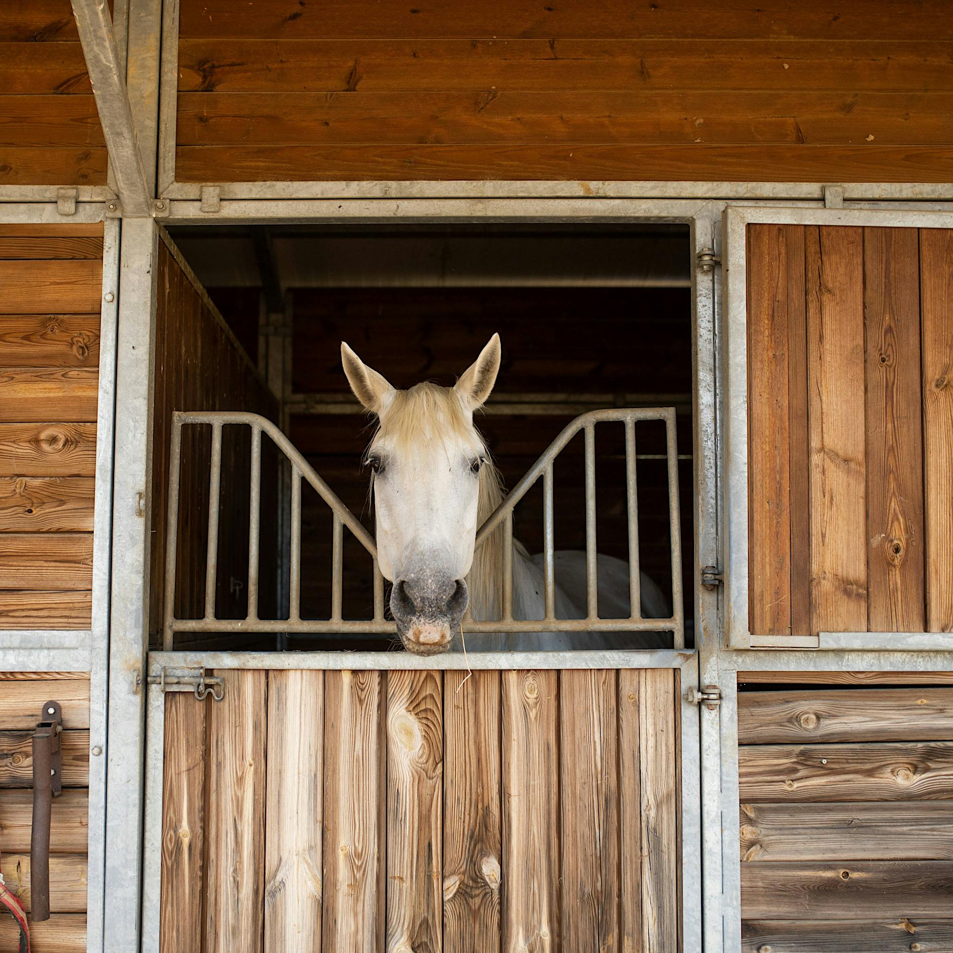 Reinickendorf: Reitverein Tegel am Waidmannsluster Damm muss wegen geplantem Schulbau schließen