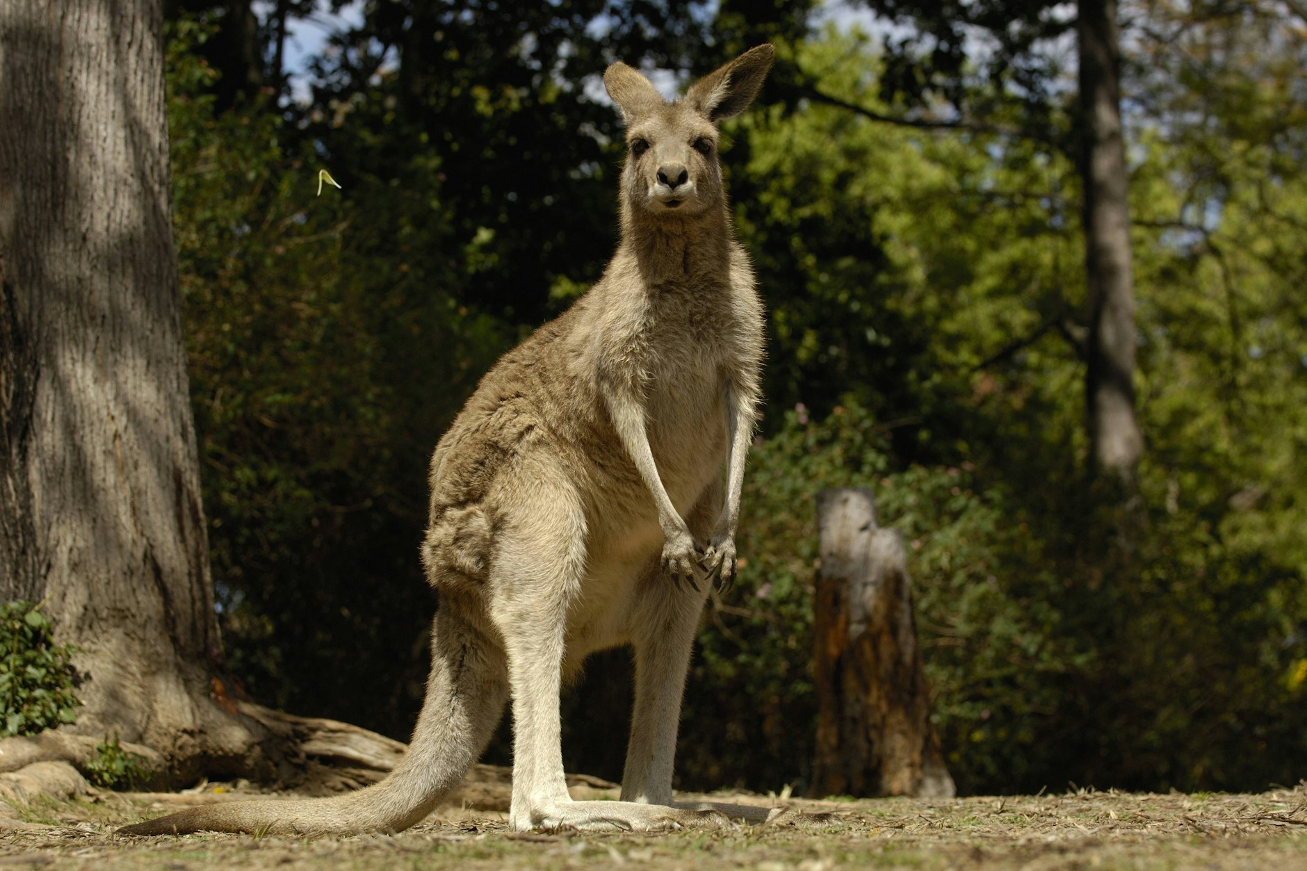Ein Känguru im australischen Bundesstaat Queensland. (Symbolfoto)