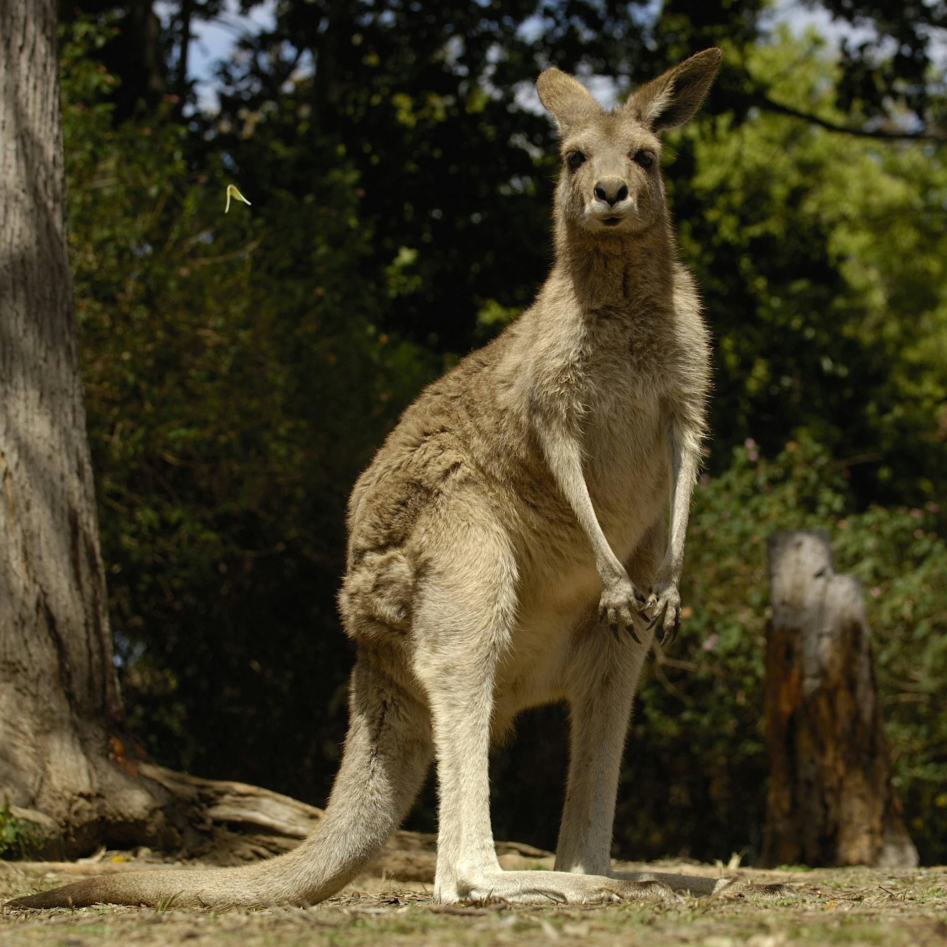 Horror-Attacke: Zwei-Meter-Känguru geht auf Mann los – Klinik!