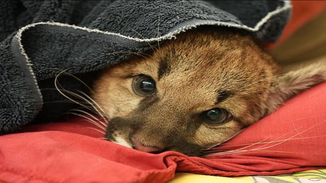 Die Berglöwenbabys sind ungefähr drei Monate alt.
