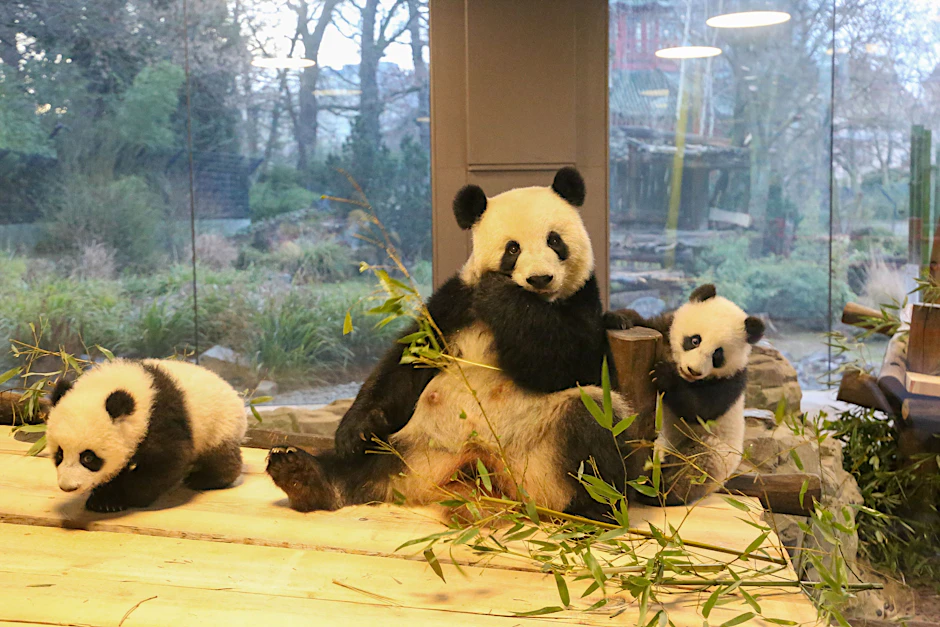 Am Bambus knabbern und herumtollen: Mama Meng Meng und die Mini-Pandas Leni und Lotti.