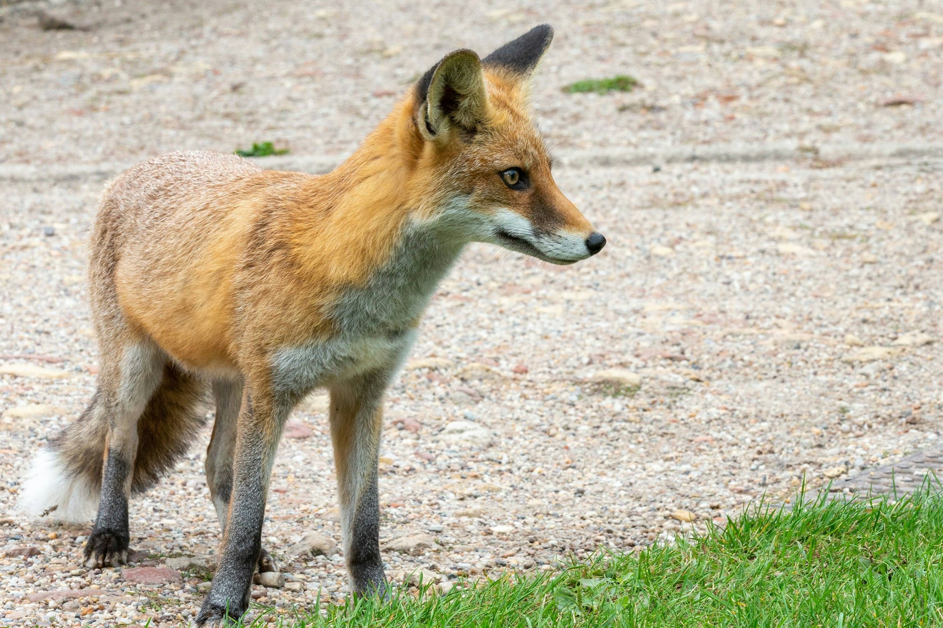 Füchse sind eher erwünscht auf Berliner Flughäfen, zumindest werden sie geduldet.