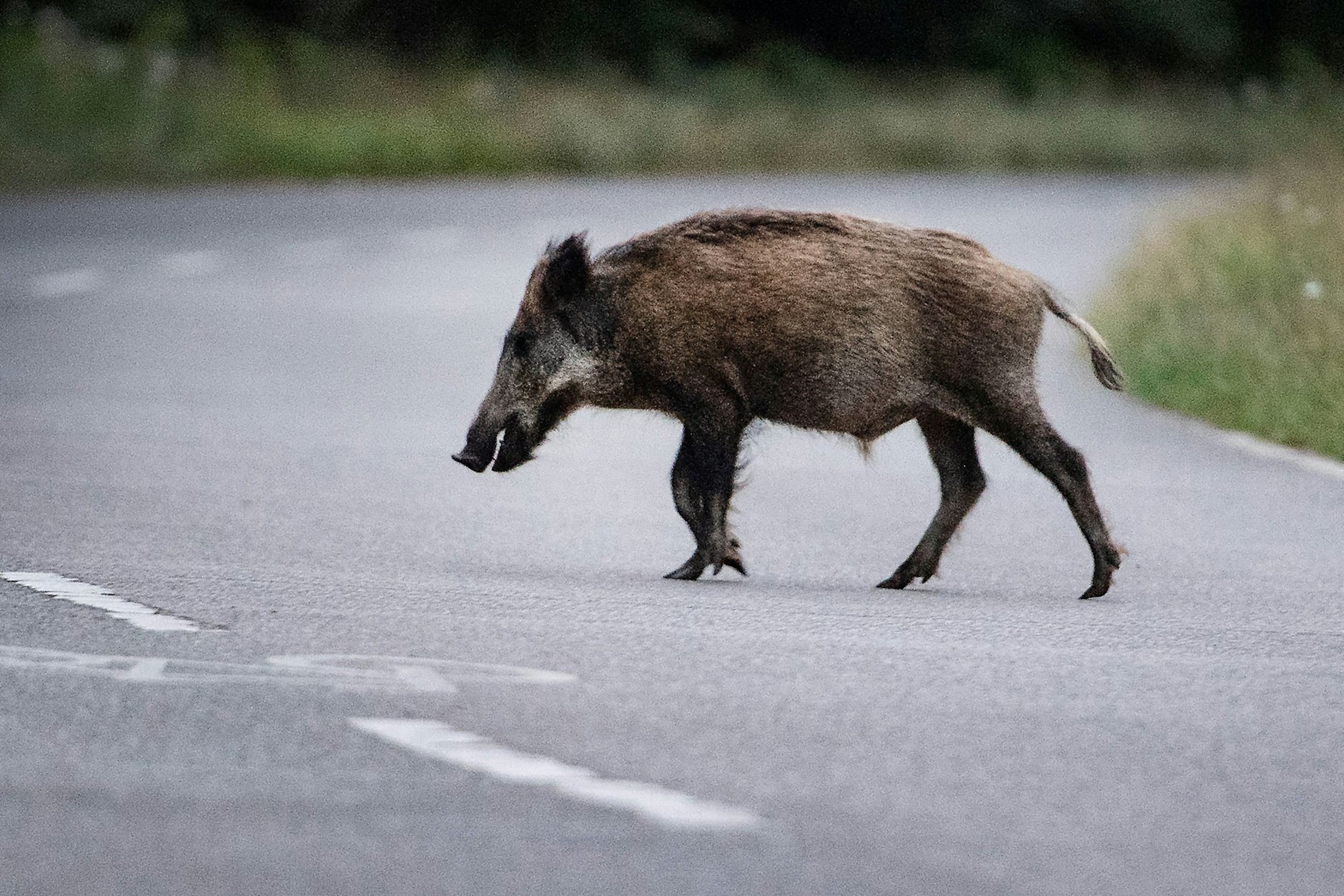Ein Wildschwein läuft über eine Straße (Symbolbild).