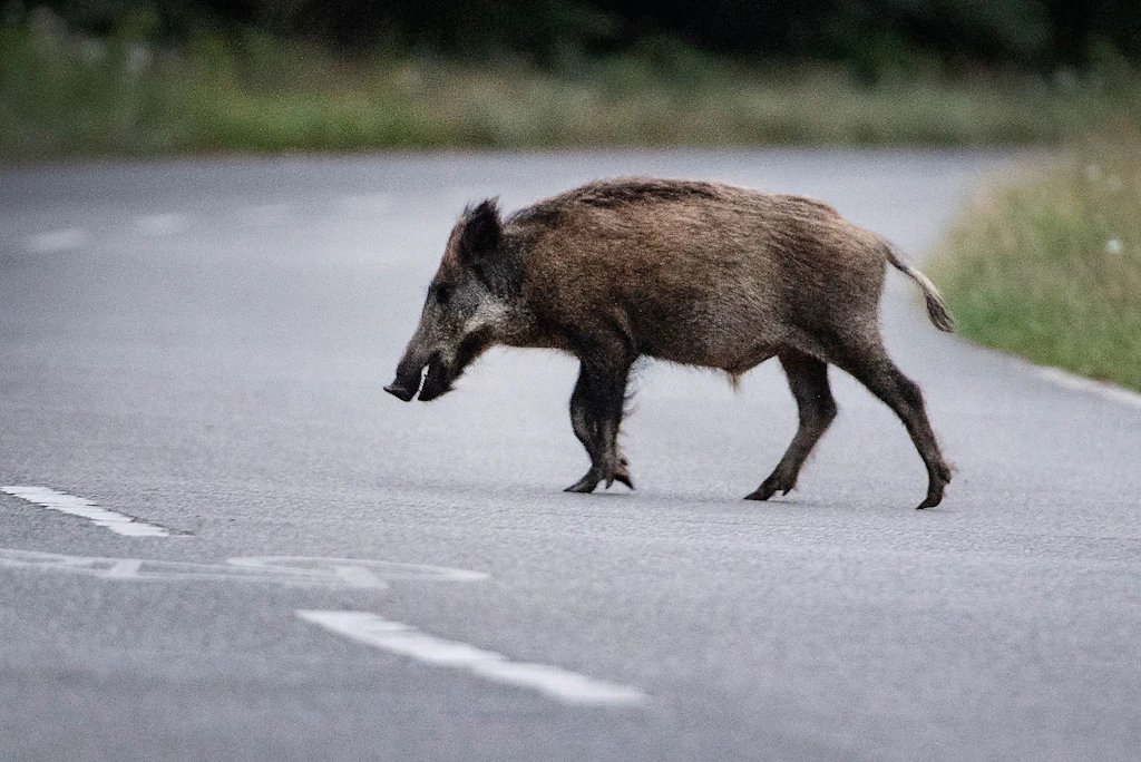 Tragischer Unfall in Brandenburg: Auto rammt Wildschwein – Fahrer (59) tot!