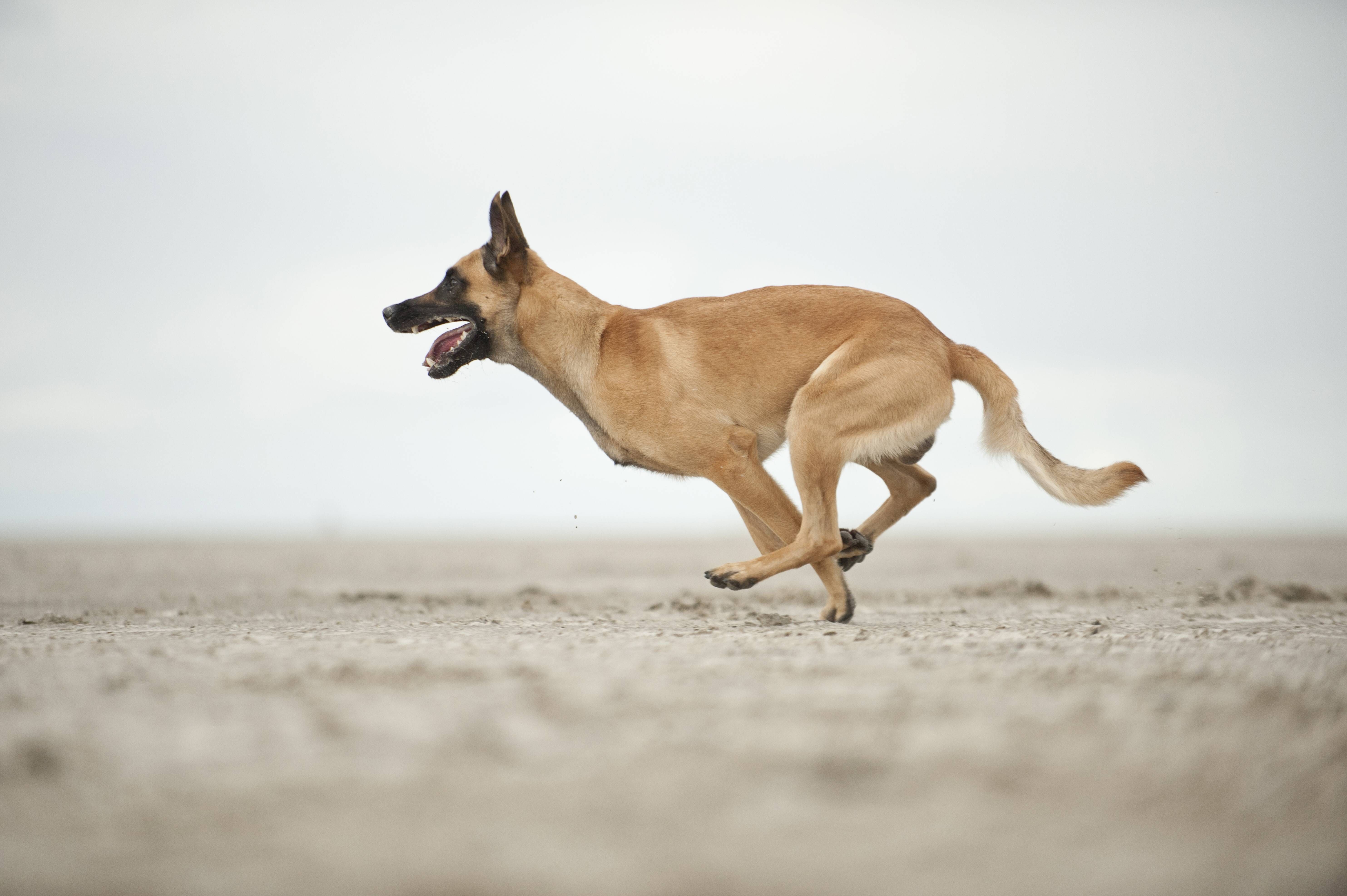 Hund vor Supermarkt angeleint: Darum ist manch selbsternannter Hundefreund eigentlich ein Tierquäler