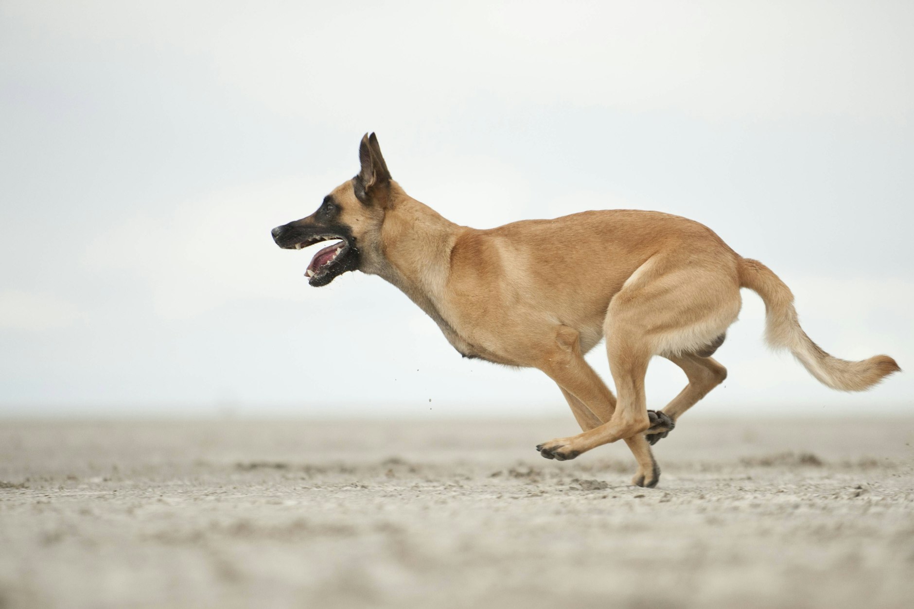 Hunde sind nicht immer glücklich, sondern leiden auch mal unter ihren Menschen.