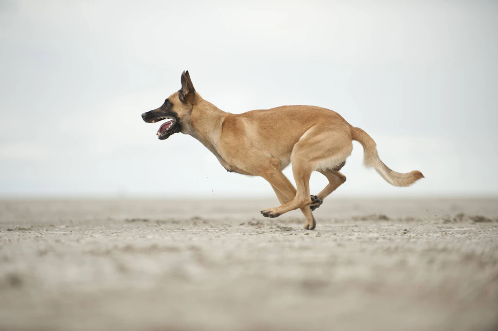 Hund vor Supermarkt angeleint: Darum ist manch selbsternannter Hundefreund eigentlich ein Tierquäler