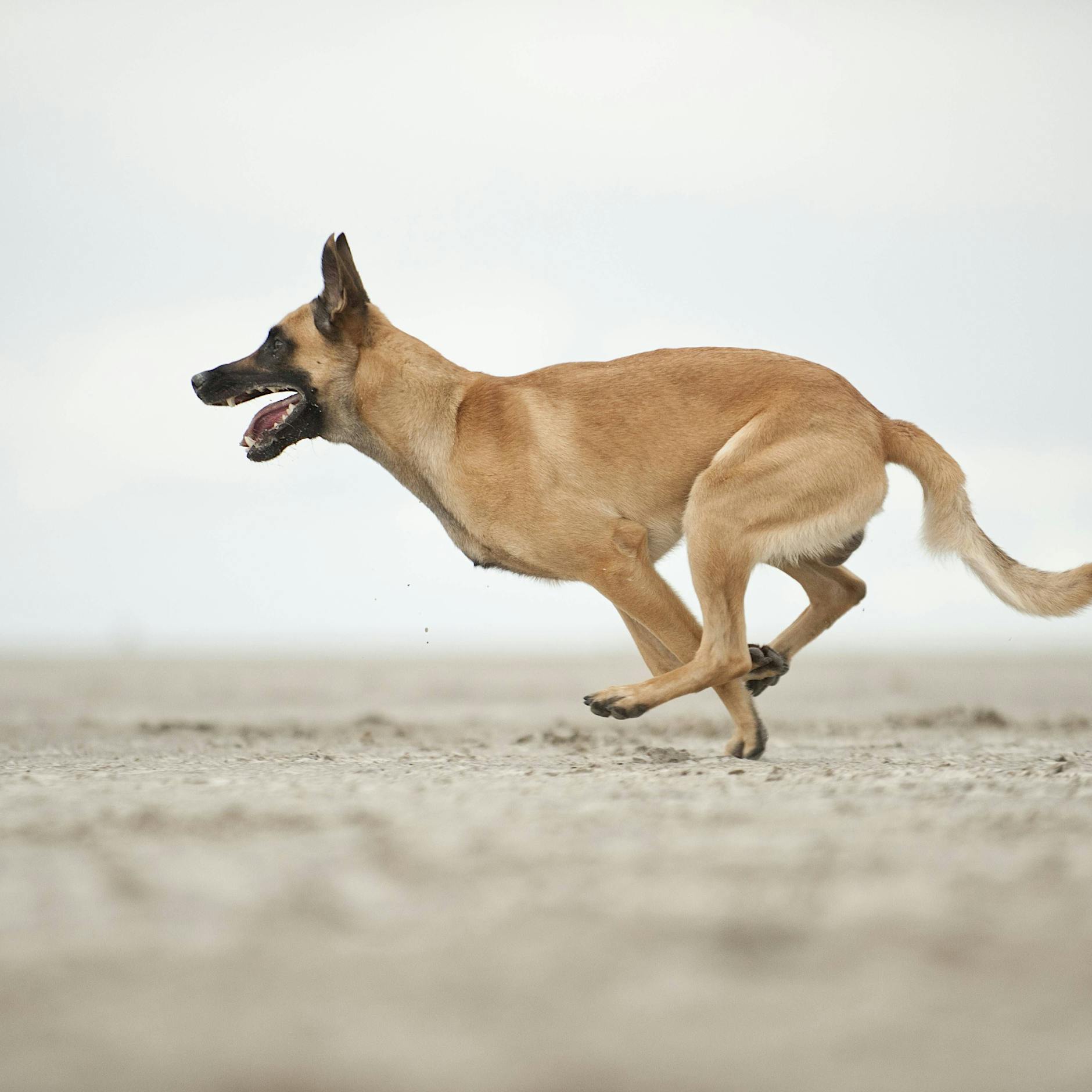 Hund vor Supermarkt angeleint: Darum ist manch selbsternannter Hundefreund eigentlich ein Tierquäler