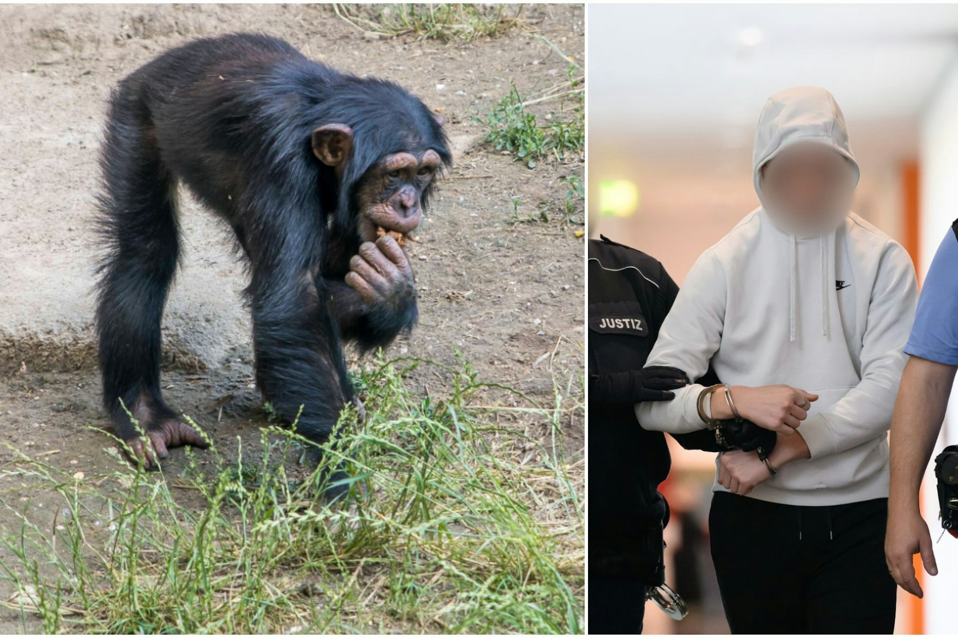 Affe aus Leipziger Zoo entführt: Angeklagte vor Gericht. (Links: Symbolfoto, rechts: Angeklagter im Prozess um die Entführung der Bartaffendame Ruma aus dem Zoo Leipzig.)