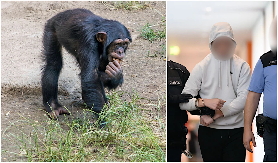 Affe aus Leipziger Zoo entführt: Angeklagte vor Gericht. (Links: Symbolfoto, rechts: Angeklagter im Prozess um die Entführung der Bartaffendame Ruma aus dem Zoo Leipzig.)