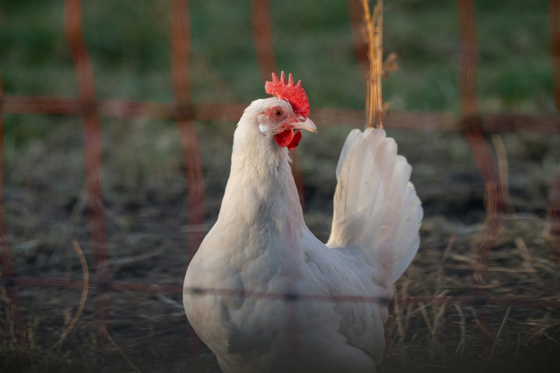 Ein weißes Huhn auf einer Wiese
