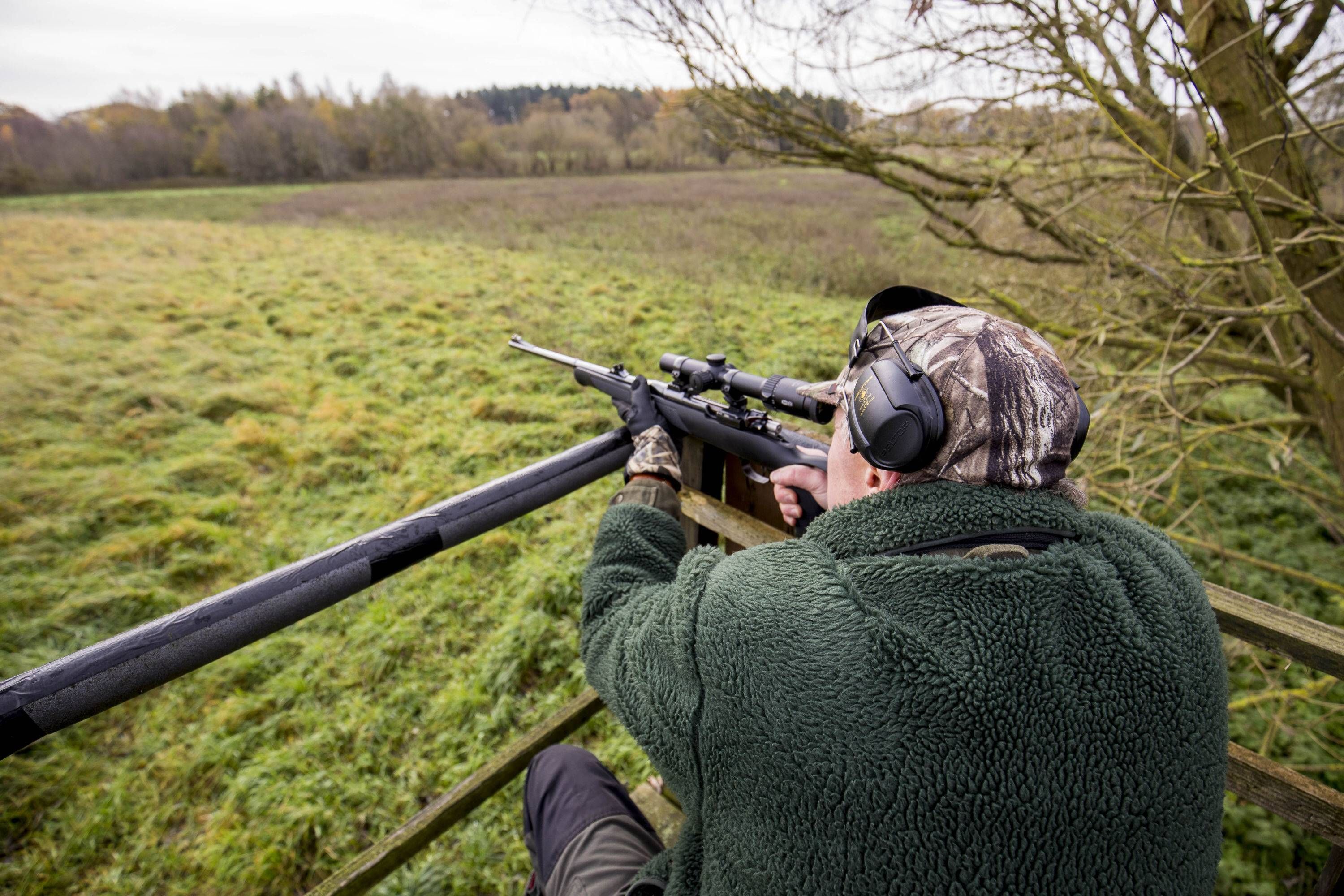 Abschussquote geplant: Brandenburg will Wölfe killen