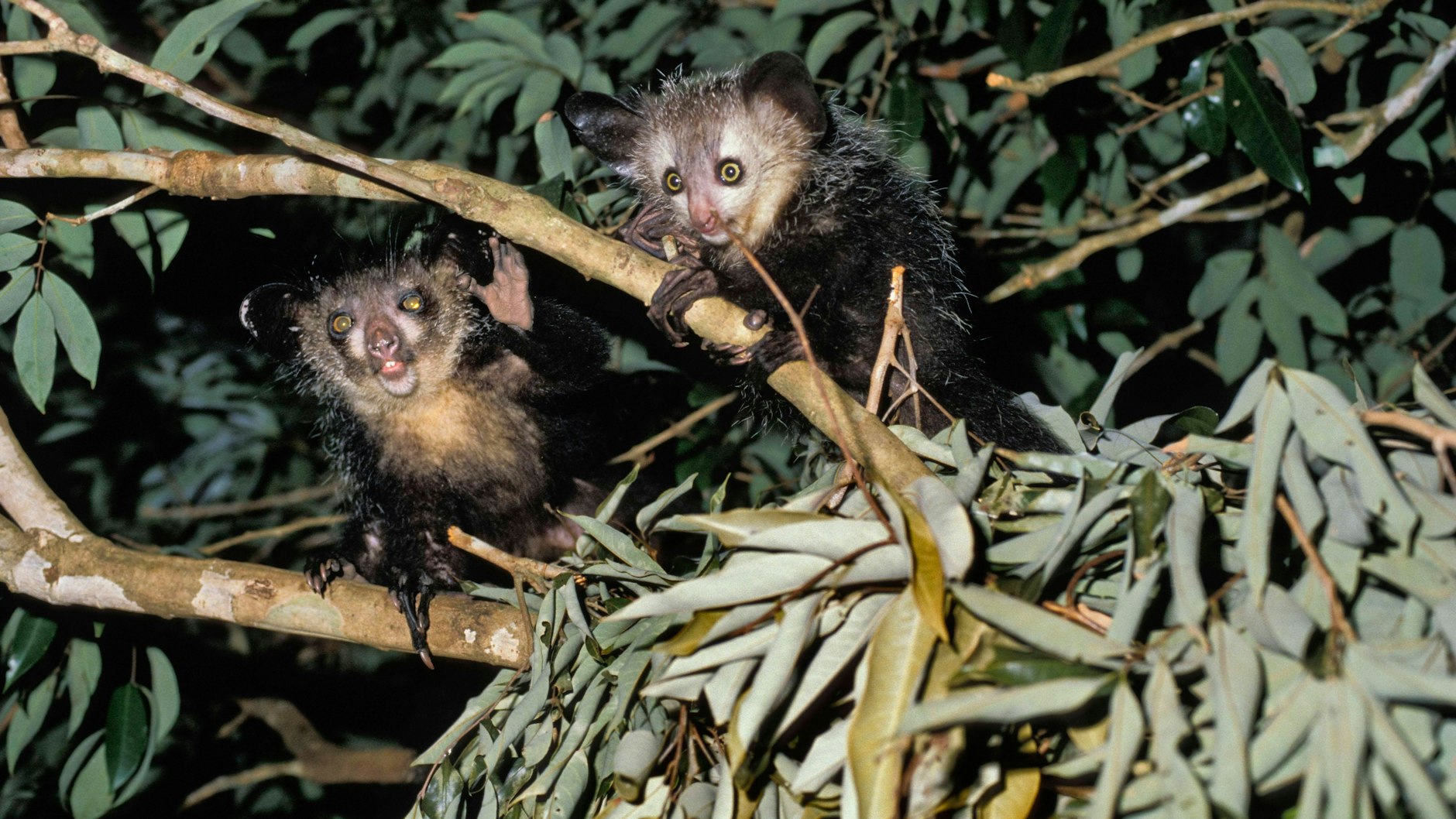Fingertier-Pärchen in einem Wald in Madagaskar: Die Lemurenart ist vom Aussterben bedroht.